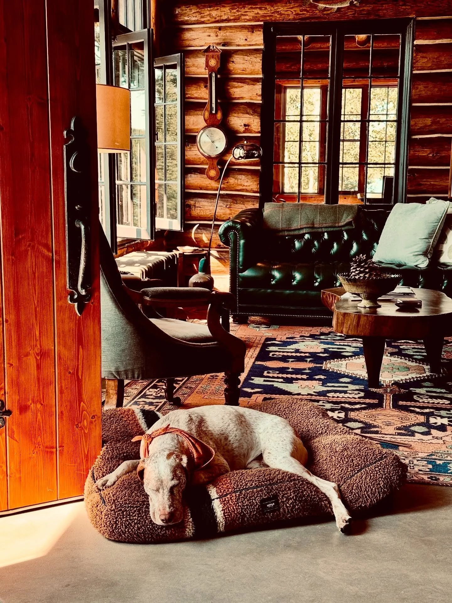 Huck&rsquo;s Sunday morning coming down 🐶 #braquedubourbonnais #puremichigan #puremichigamme #michigamme