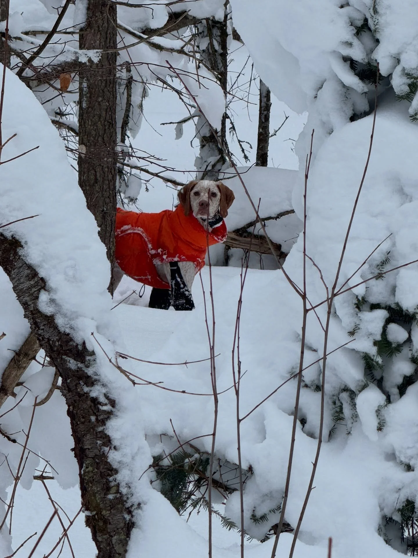 Huck on the hunt #vanriper #lakemichigamme #yooperdog