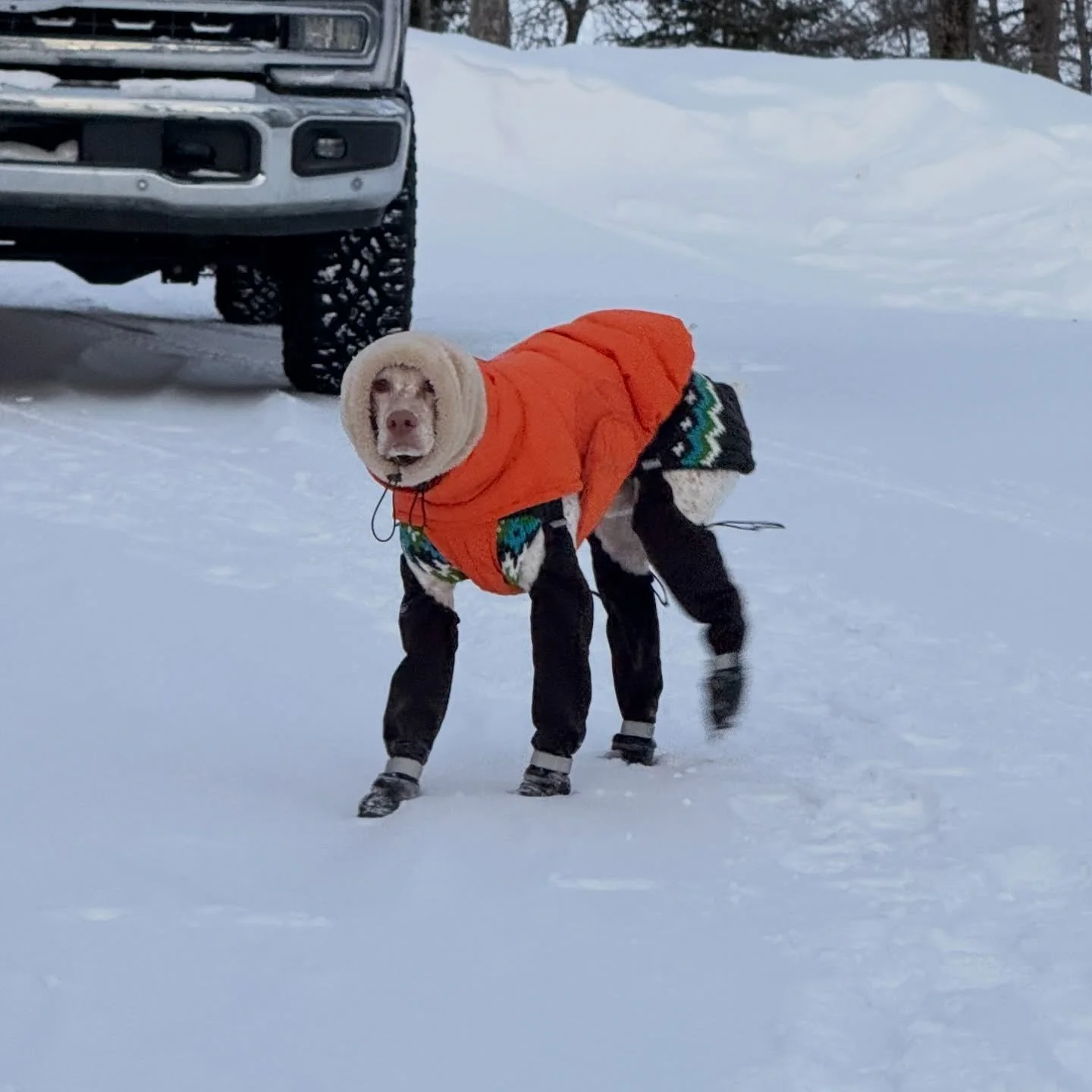 When you are told you have :30 seconds to take care of your morning business. 💩🥶🧊 #yooperdog #yooperlife #arcticblast