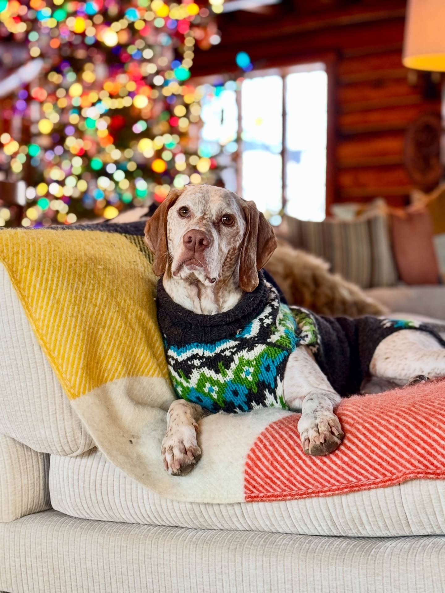 Patiently waiting for it to warm up enough to go outside #yooperdog #yooperlife #braquedubourbonnais