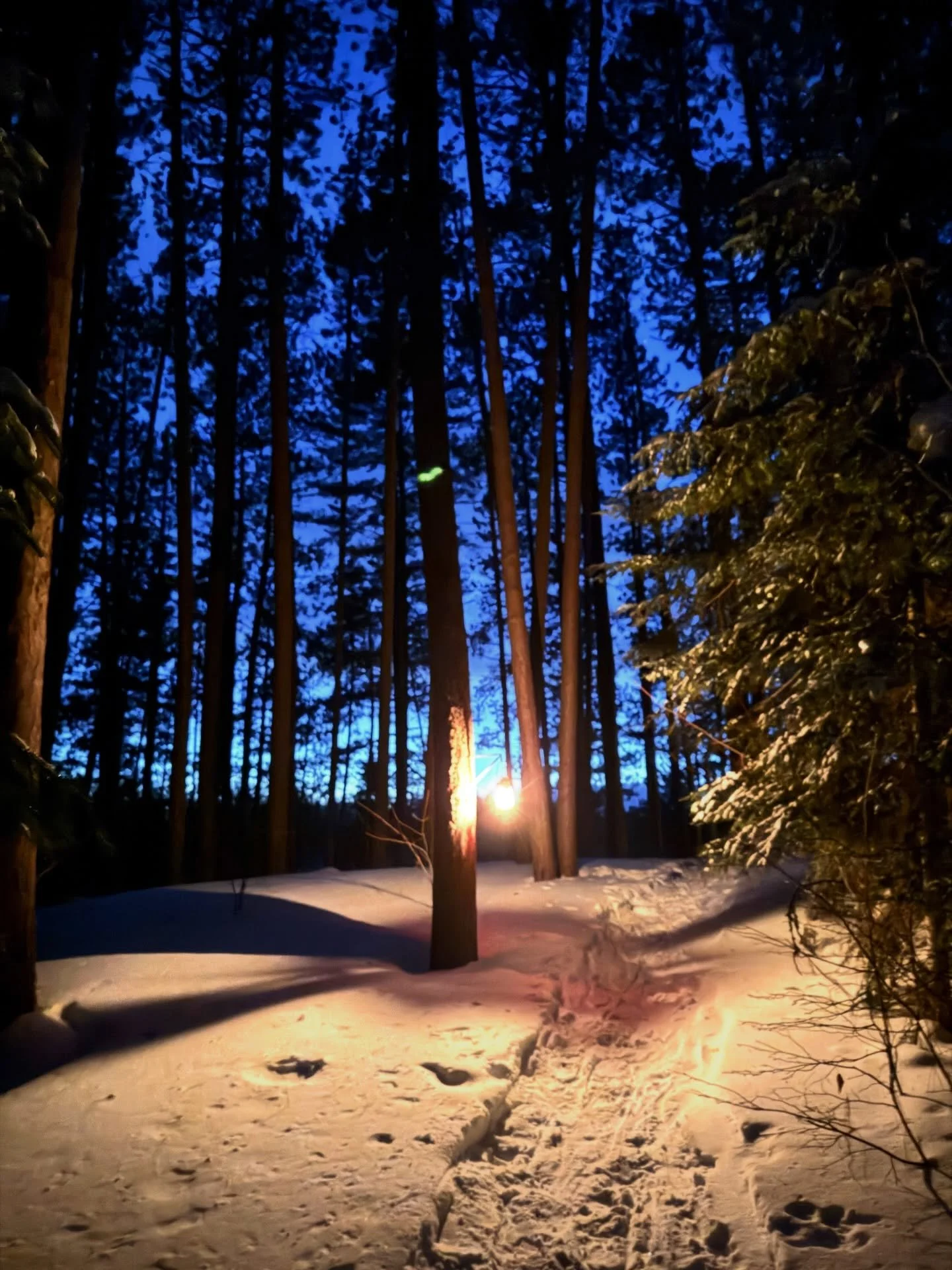 A lantern lit snowshoe walk through Van Riper State Park #vanriper #lakemichigamme #yooperlife