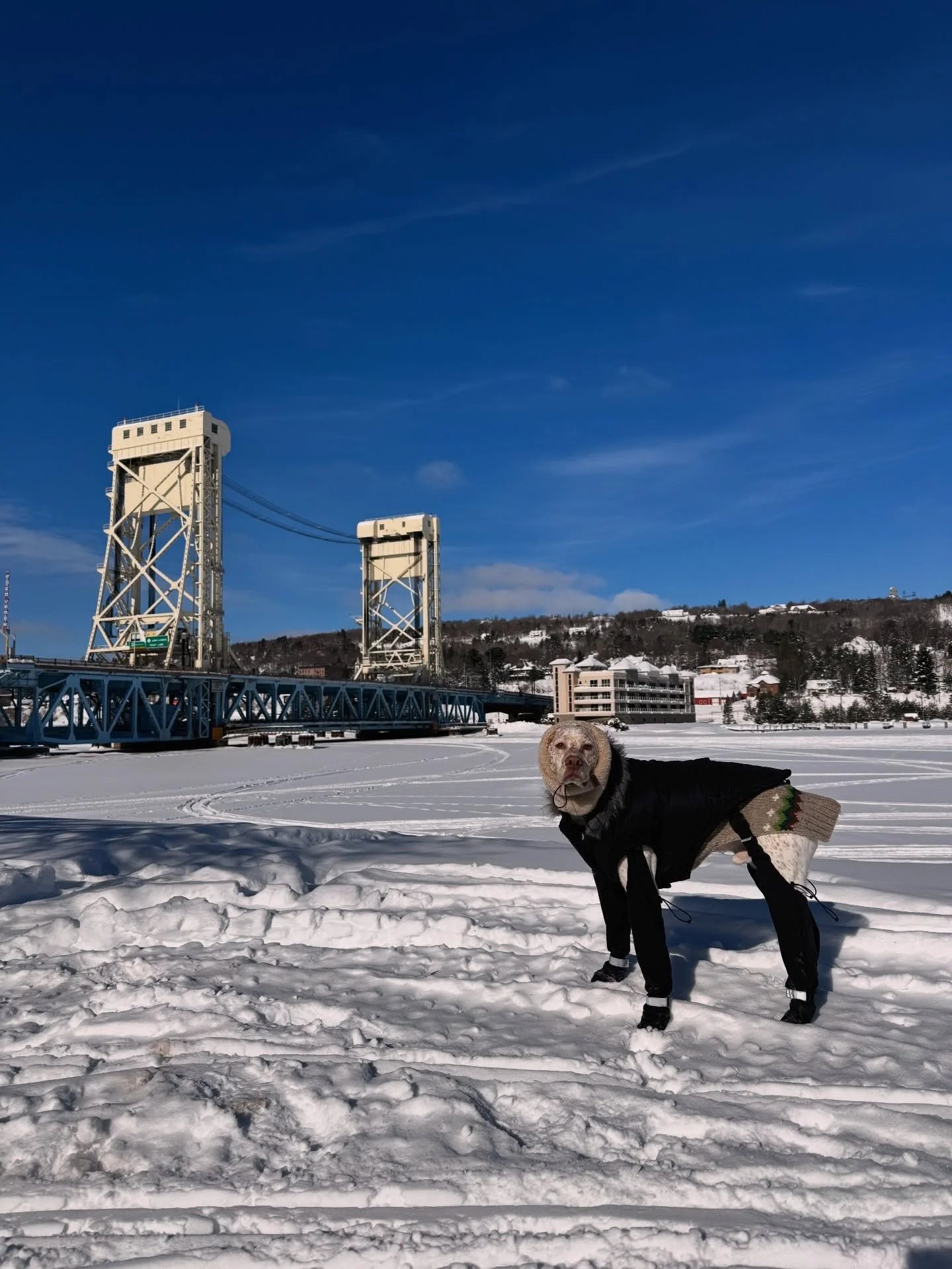 Hello from Houghton ☃️🐾🥶 #yooperdog #braquedubourbonnais #winterwonderland
