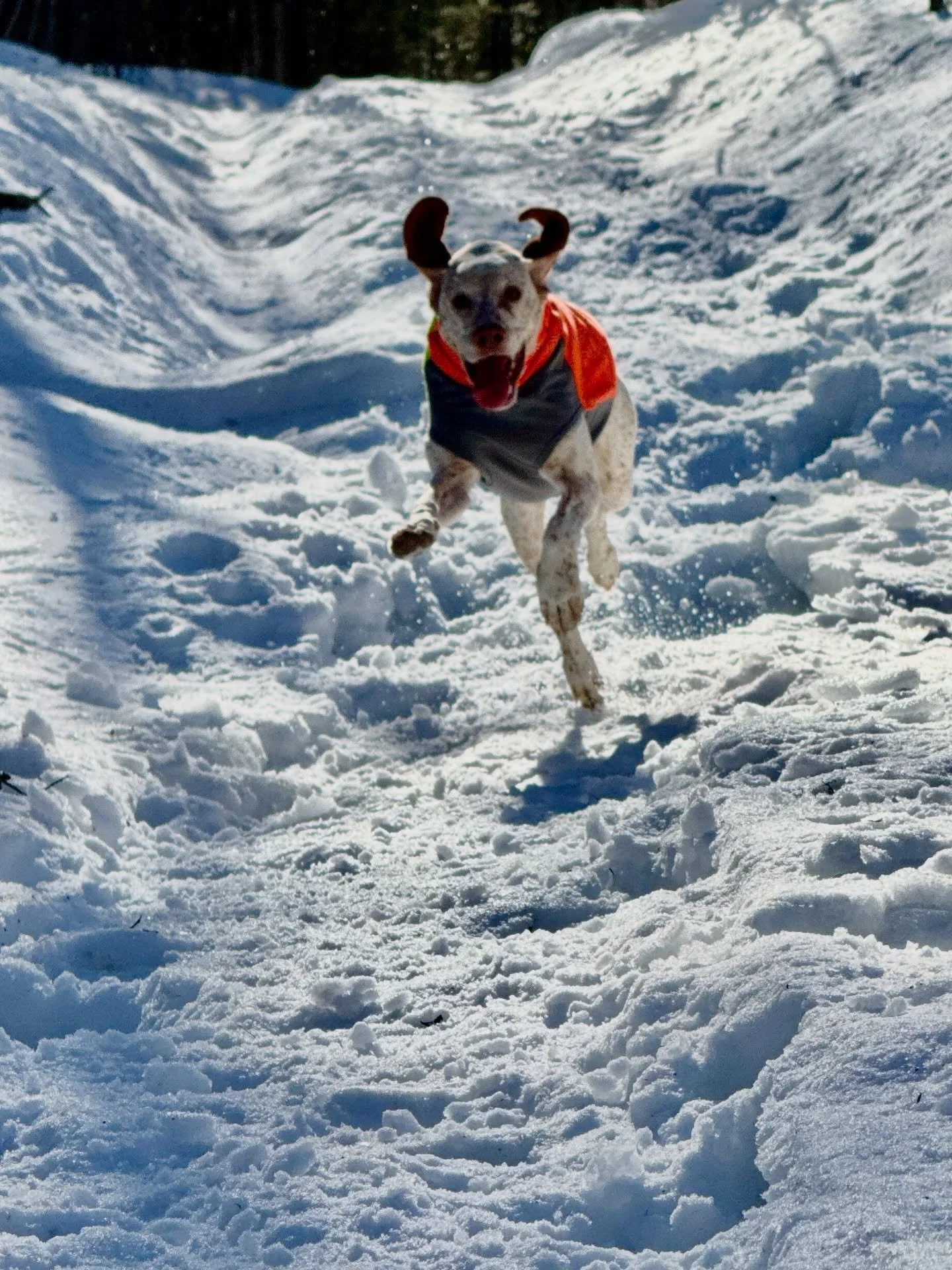 Is this spring?! #yooperlife #yooperdog #puremichigan