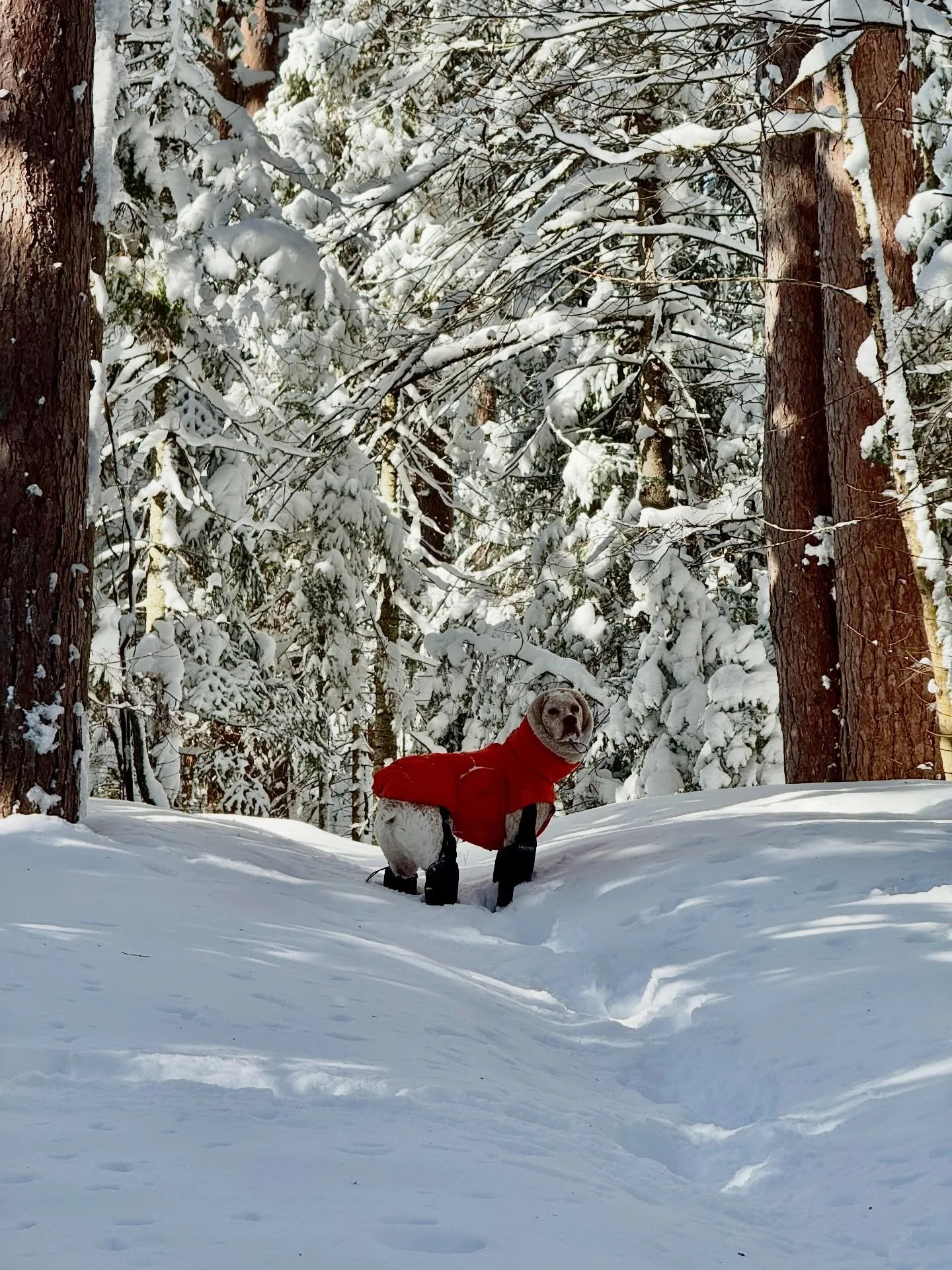 Blizzard Warning for Michigan&rsquo;s Upper Peninsula &mdash; and @cohodaslodge sits right in the bullseye.

Even lifelong Yoopers seem to be taking this one seriously.

Forecasters say the approaching storm could bring 1&ndash;3 inches of snow per h