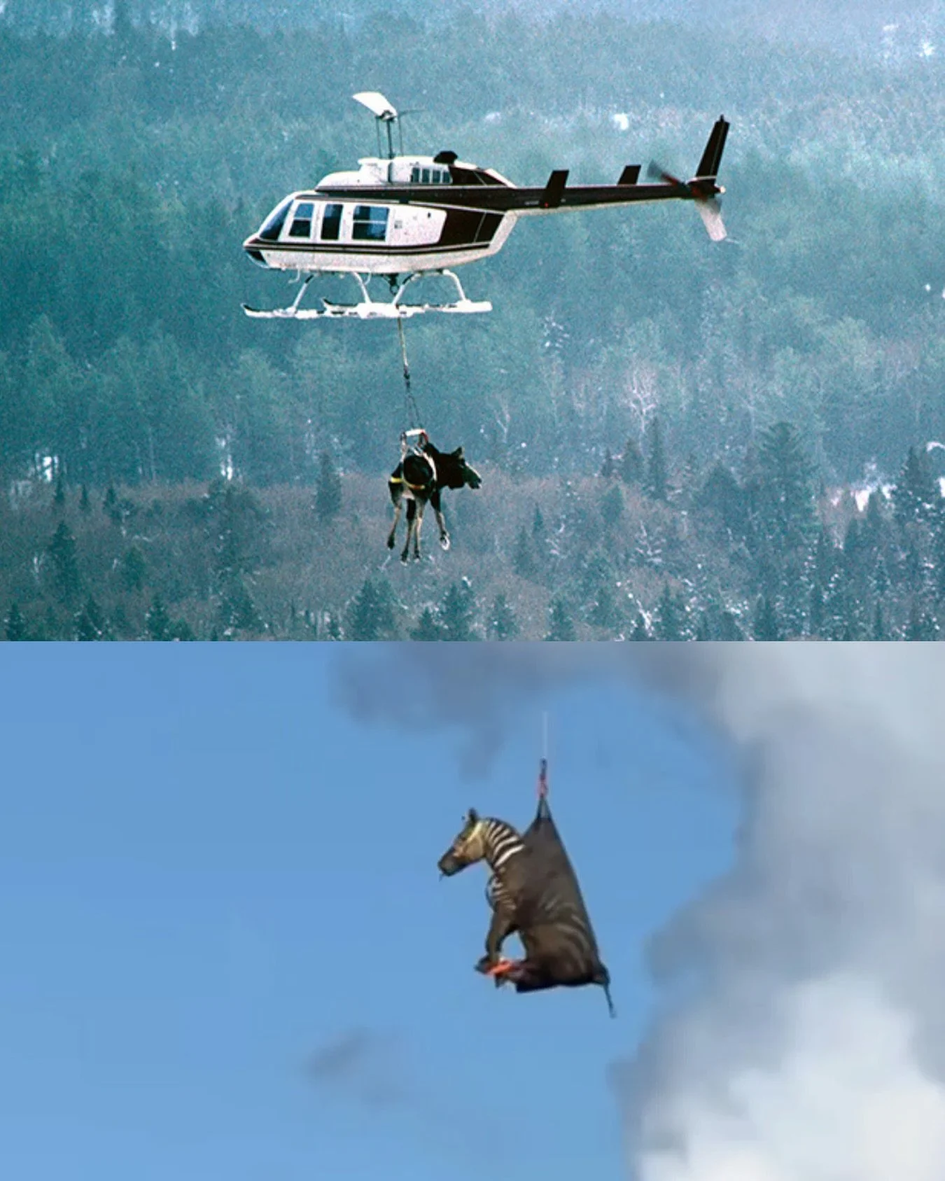 Exciting news here in our backyard!

The Michigan DNR has begun a new wildlife pilot here in the western U.P.&mdash;and yes, it involves zebras!

Over the past week, several have been relocated from managed herds in the Midwest and released into the 