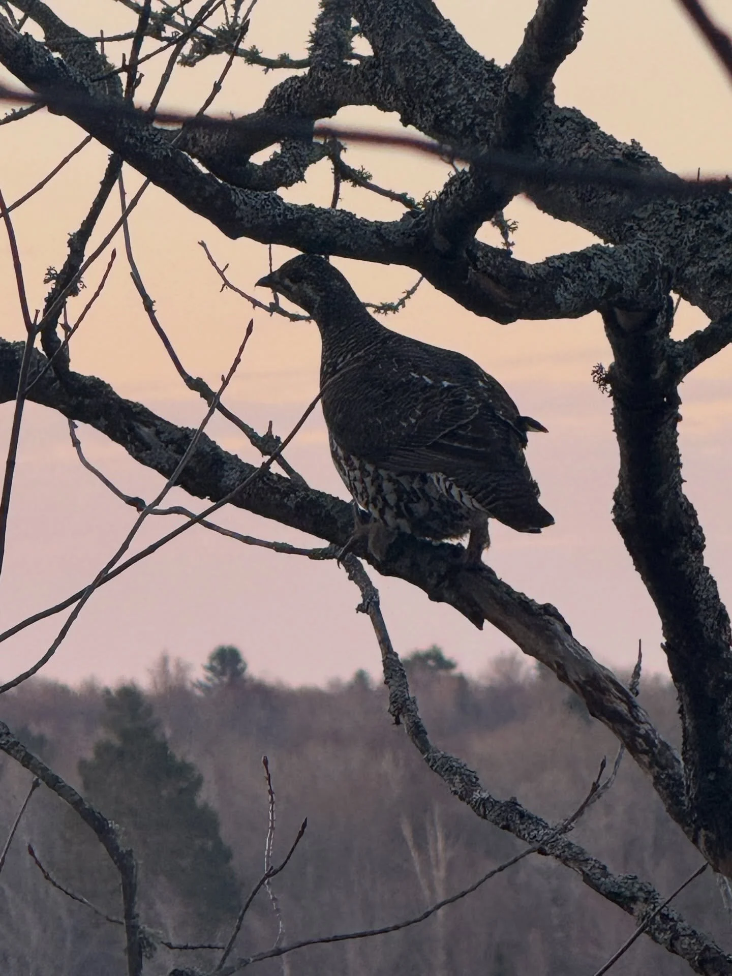 It&rsquo;s going to be one of those days&hellip; #huntingdog #lakemichigamme #birddog
