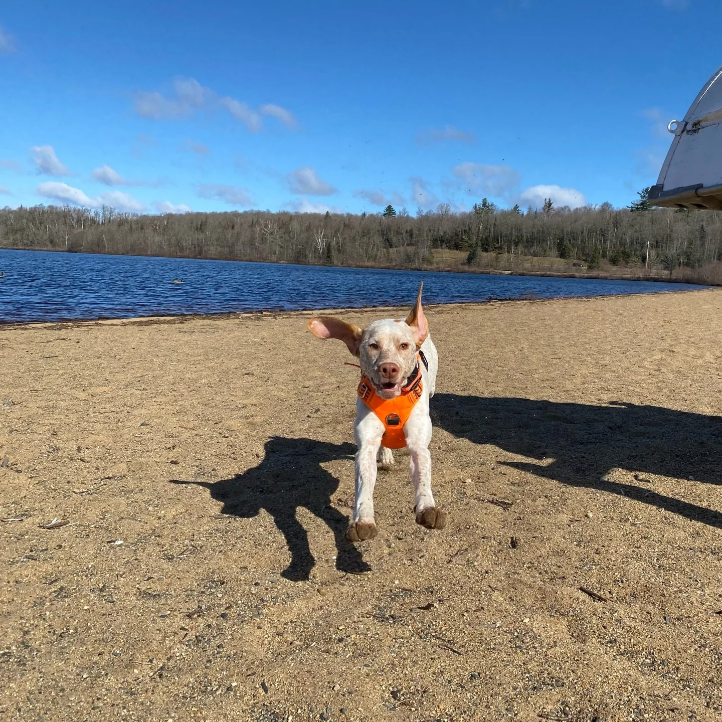 Five years ago today, Huck put his paws on the sands of Lake Michigamme for the first time.

#lakemichigamme #puremichigan #braquedubourbonnais