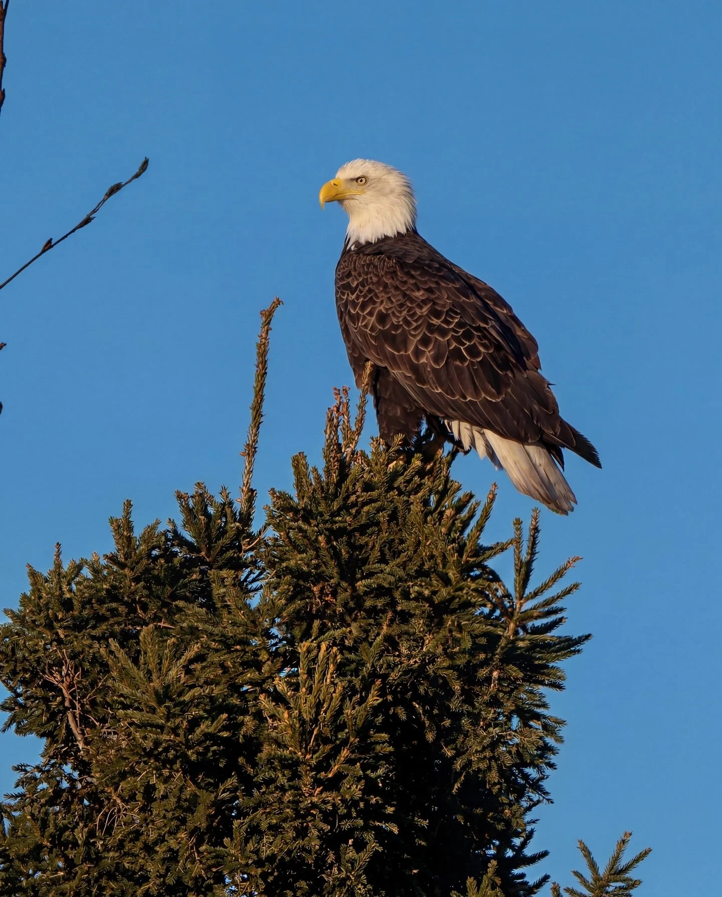 One the two eagles living in nearby Van Riper State Park, borrowing our pine tree for a morning hunt.  #vanriperstatepark #eagle #puremichigan