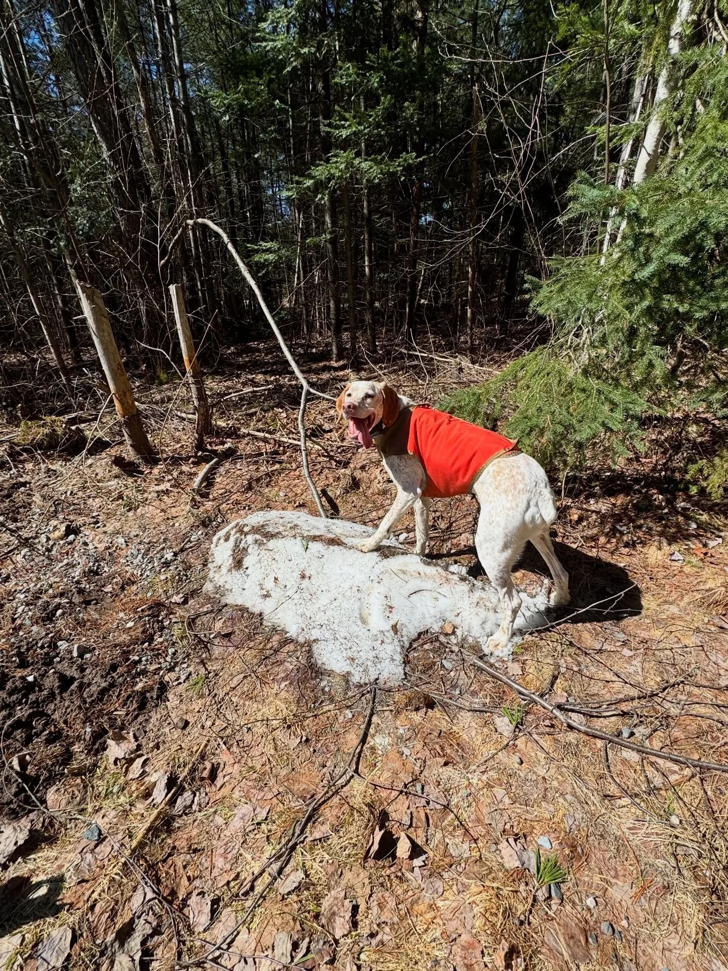 MAY 20 &mdash; The last snow pile ❄️ in Van Riper State Park. #yoopers #yooperlife #vanriperstatepark