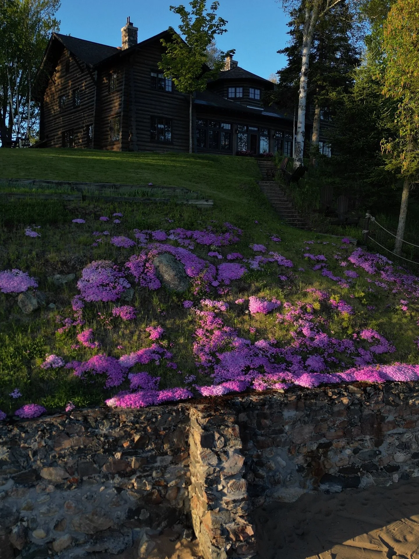 The bluff is peak purple right now&hellip; 🌸💜

These phlox were planted by the Stabile family in the 1990s, adding a splash of color to the hillside overlooking Lake Michigamme.

Yet the flower itself is no newcomer to the Upper Peninsula. Native p