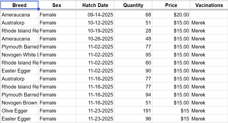 Our List of chickens chicks pullets laying hens for sale in Tennessee.