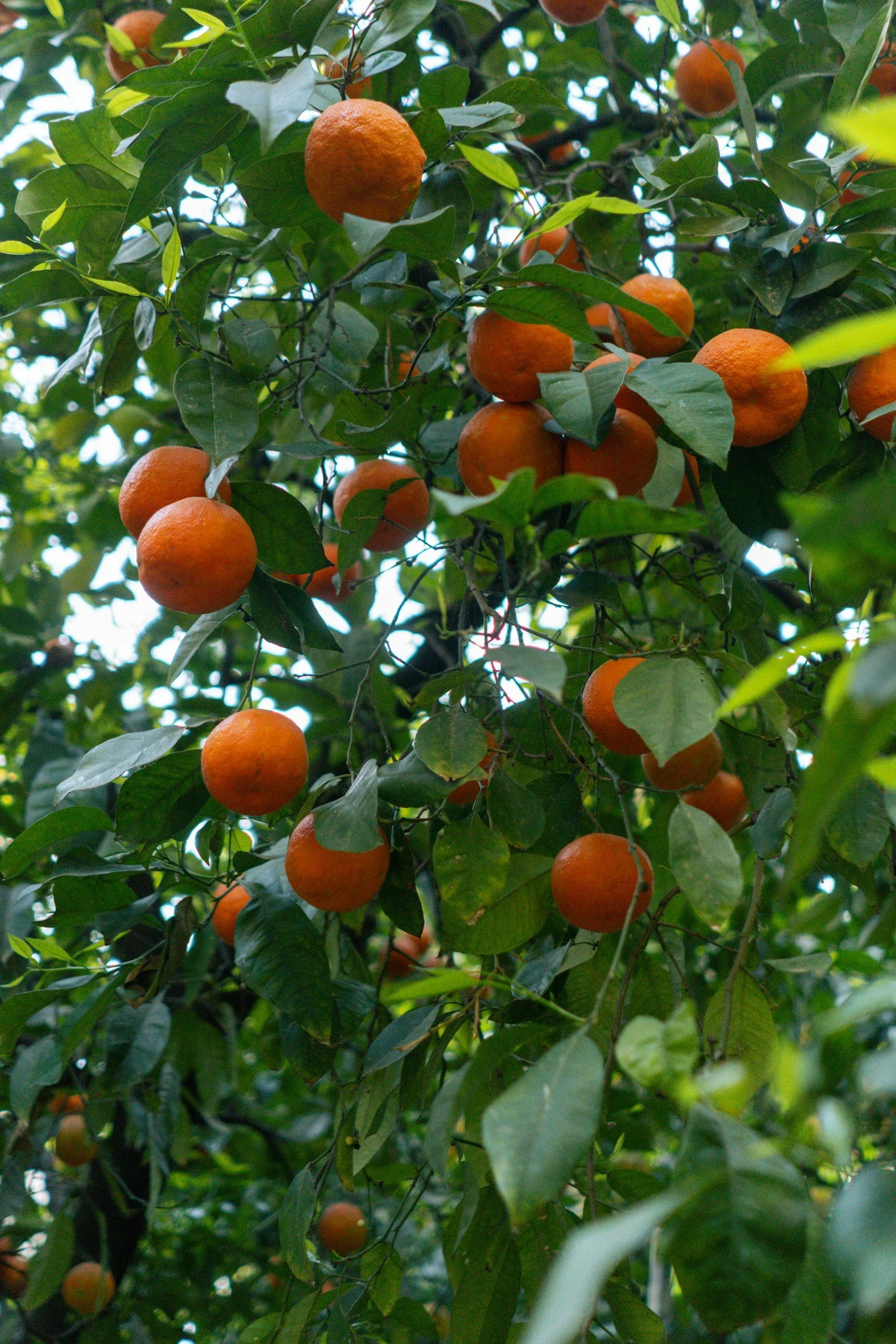 Citrus Orange by Alicia Krasner