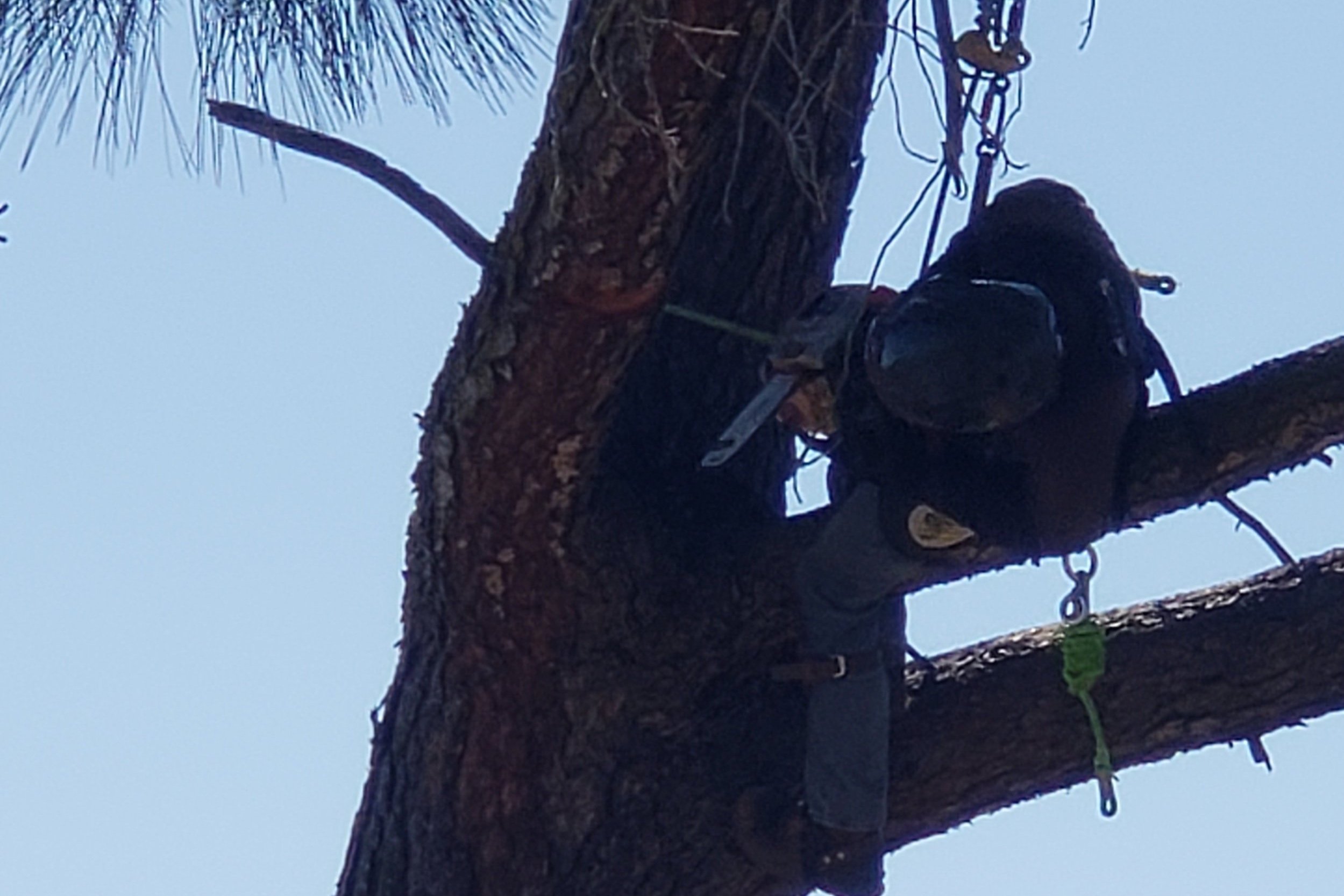 Arborist using safety gear while cutting a tree branch