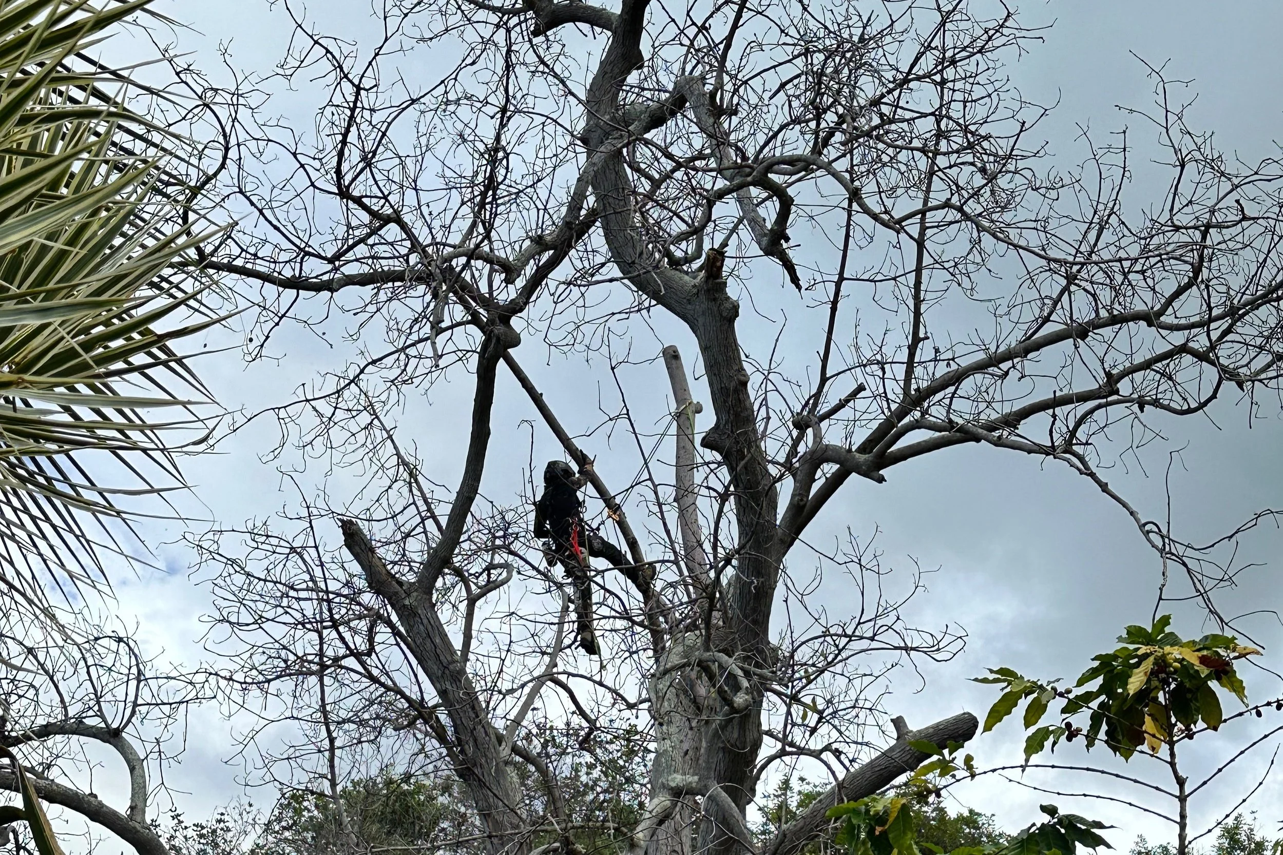 Person climbing a leafless tree under a cloudy sky with some green foliage on the side.