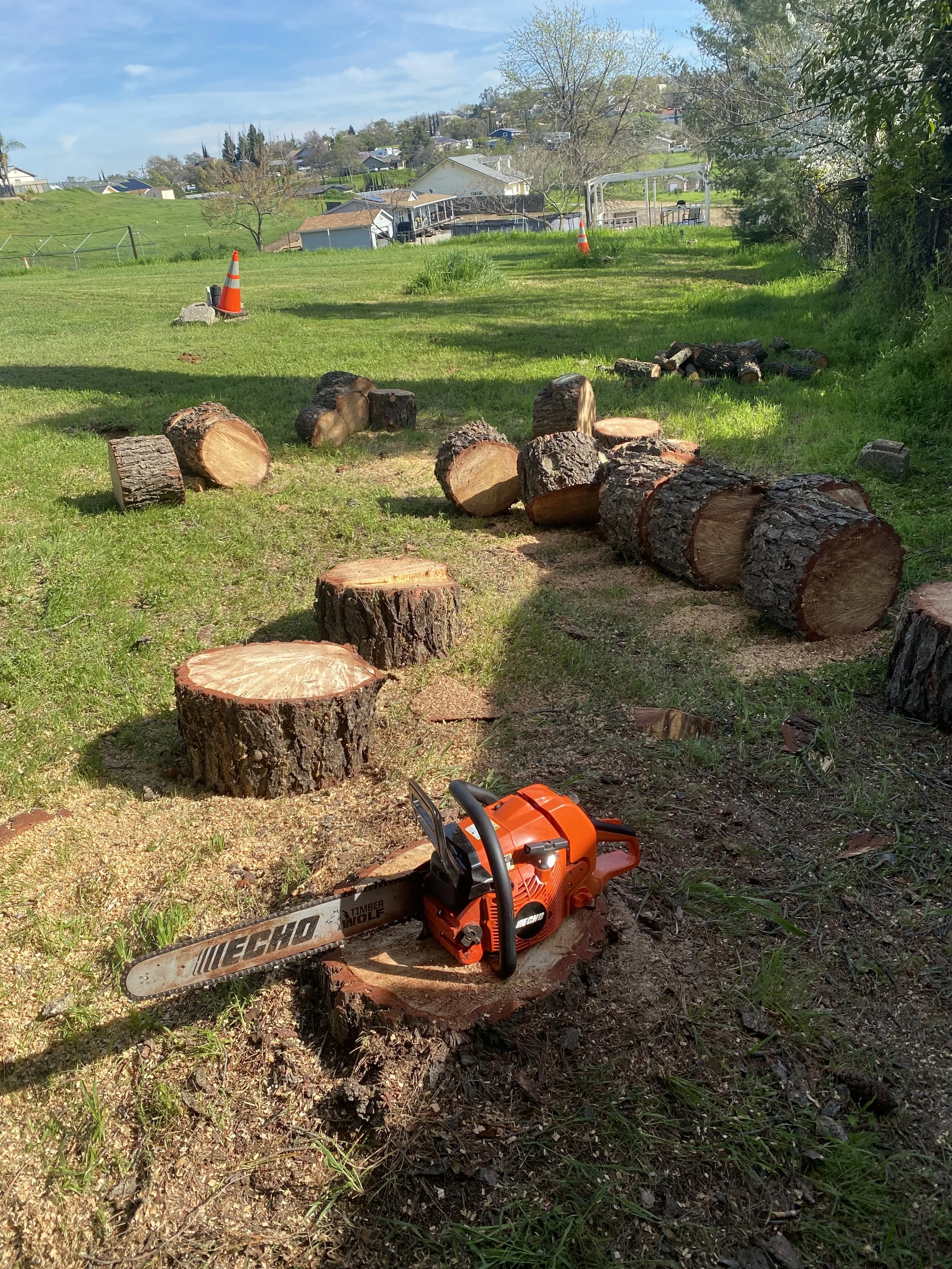 Tree Removal