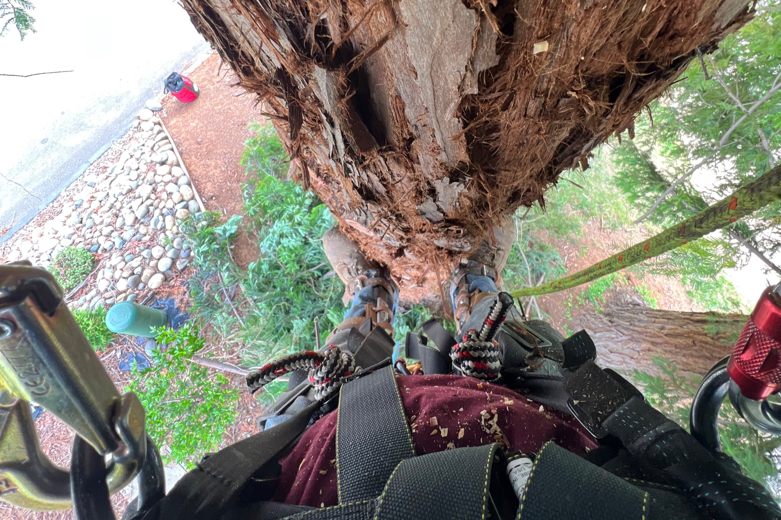 A person is using climbing gear, including a harness and ropes, to climb a tree. The ground is visible far below, and the view shows the person looking down at their feet, which are secured to the tree with climbing equipment.