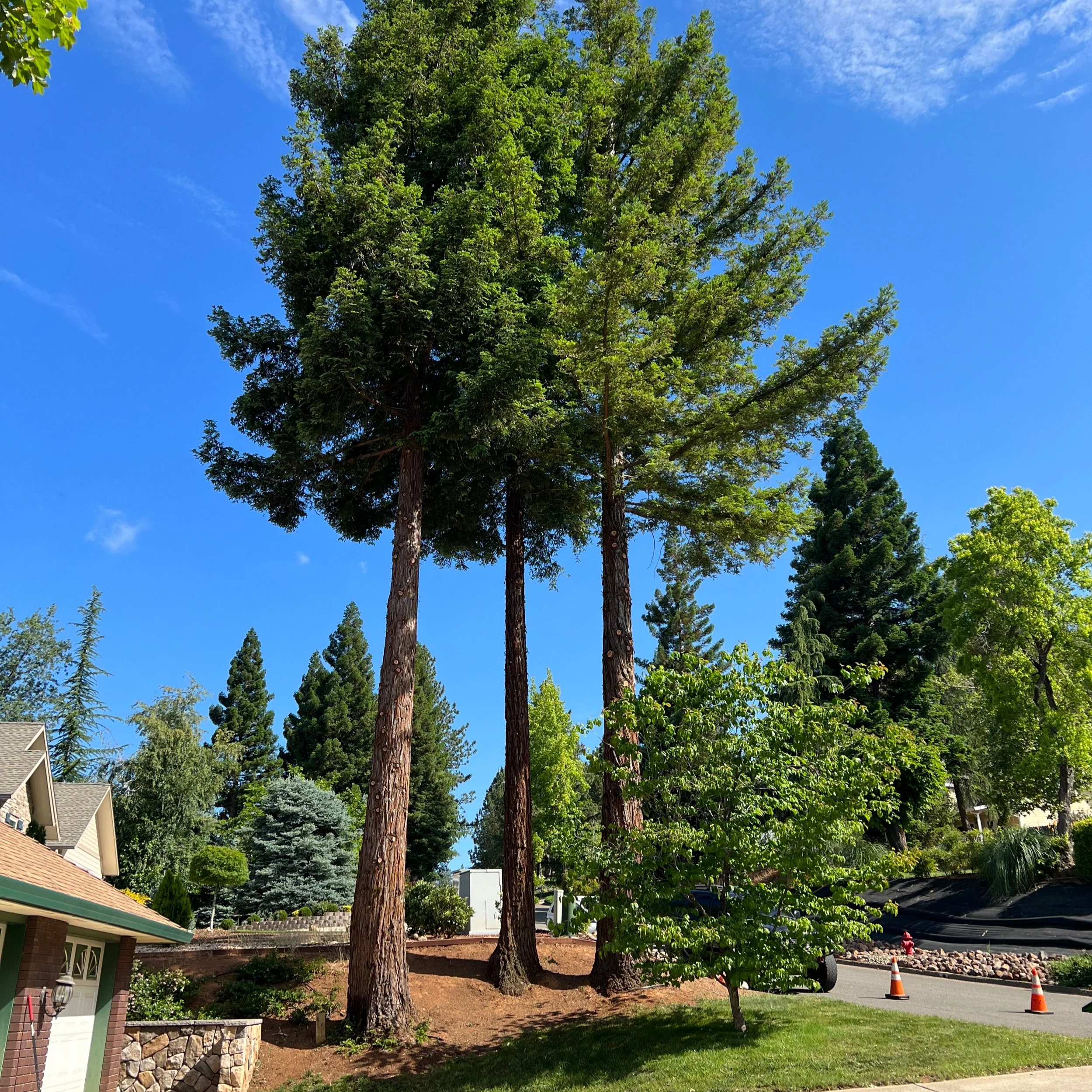 Tree Trimming & Tree Care