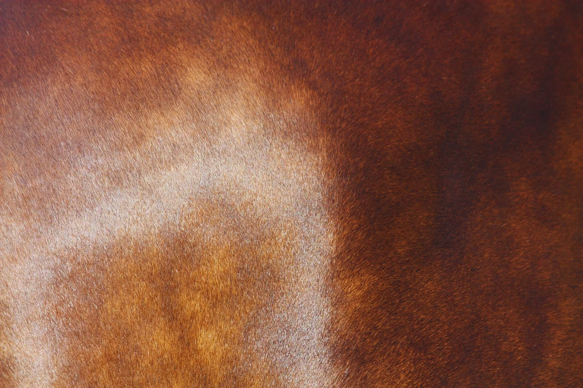 The Best Website Platforms for Equestrian Businesses