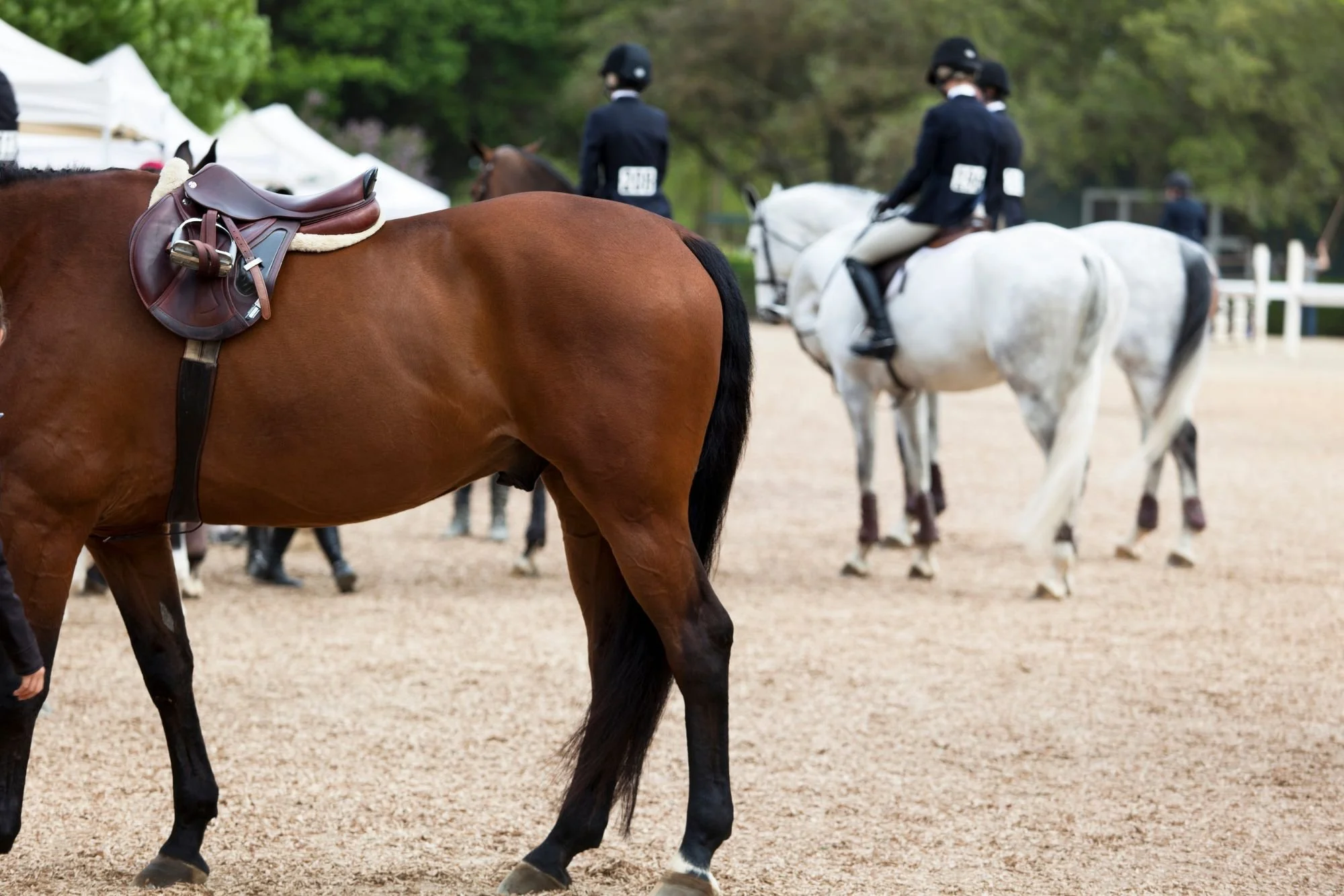 SEO for Riding Schools