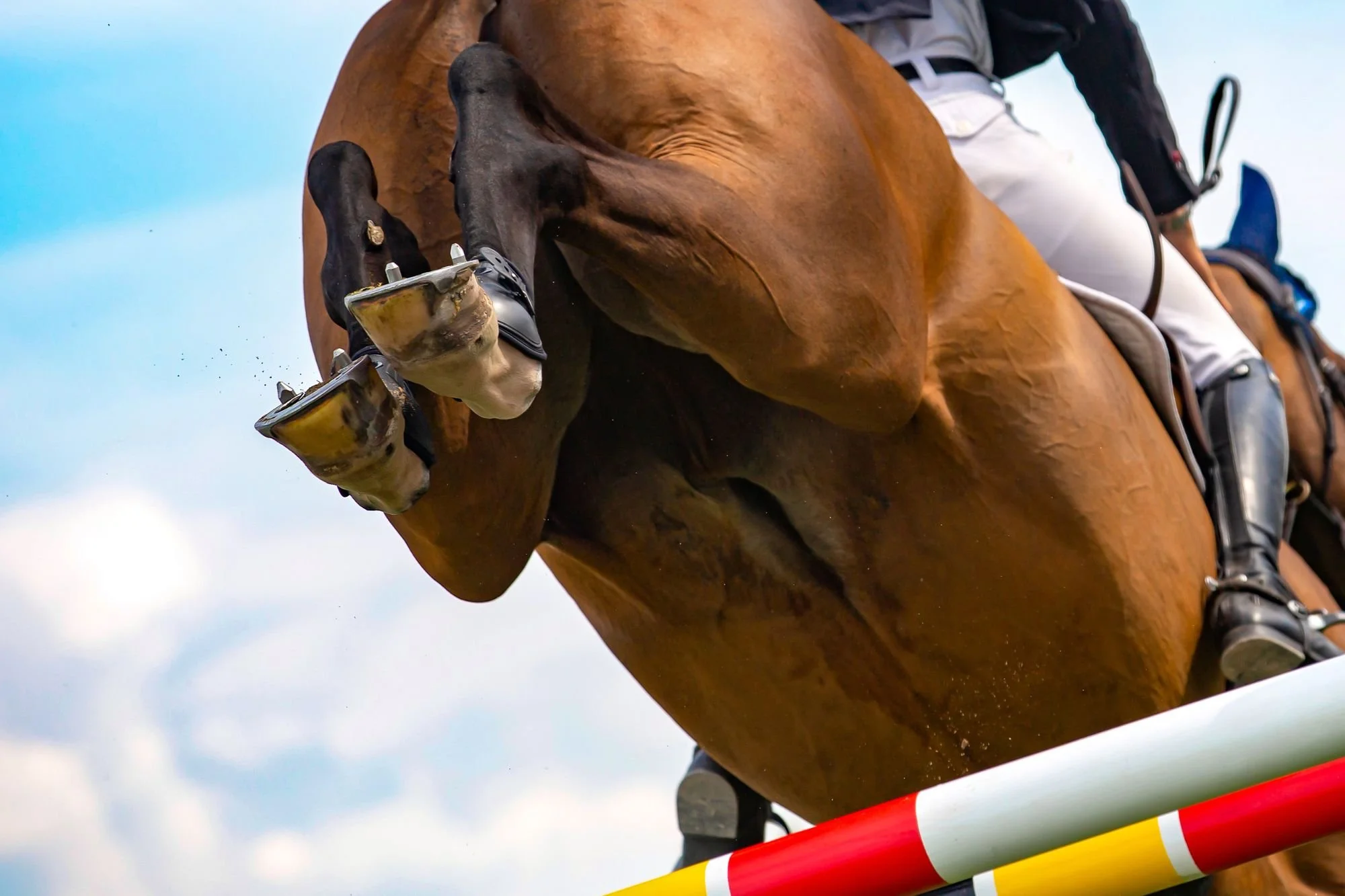 5 Branding Tips Every Equestrian Entrepreneur Should Know