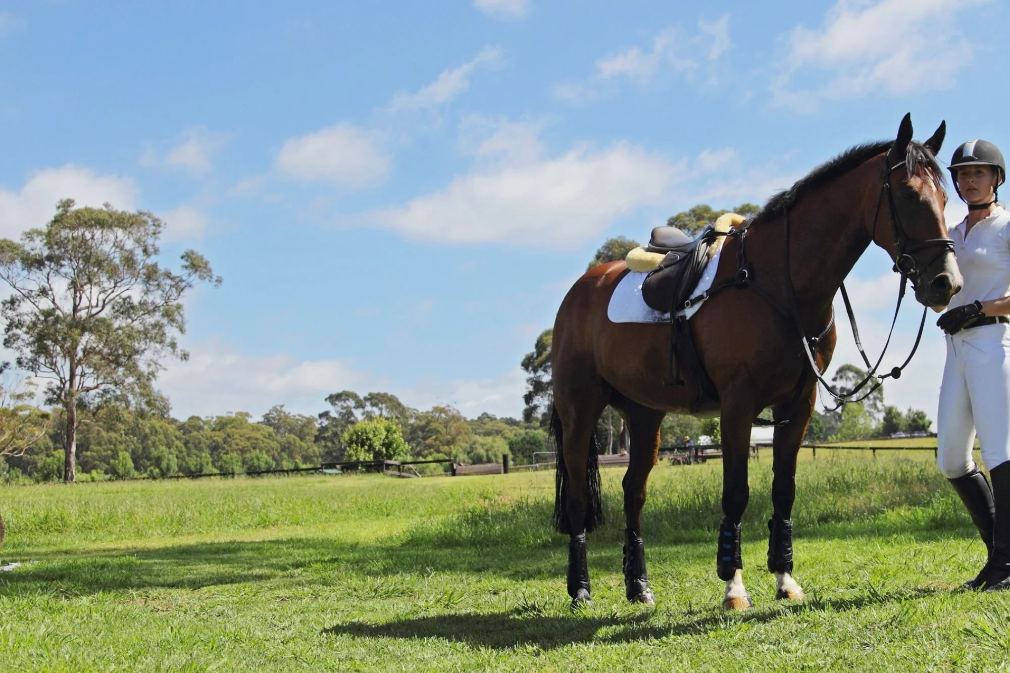 Equestrian Marketing Strategies: Reaching the Right Audience for Your Horse Brand