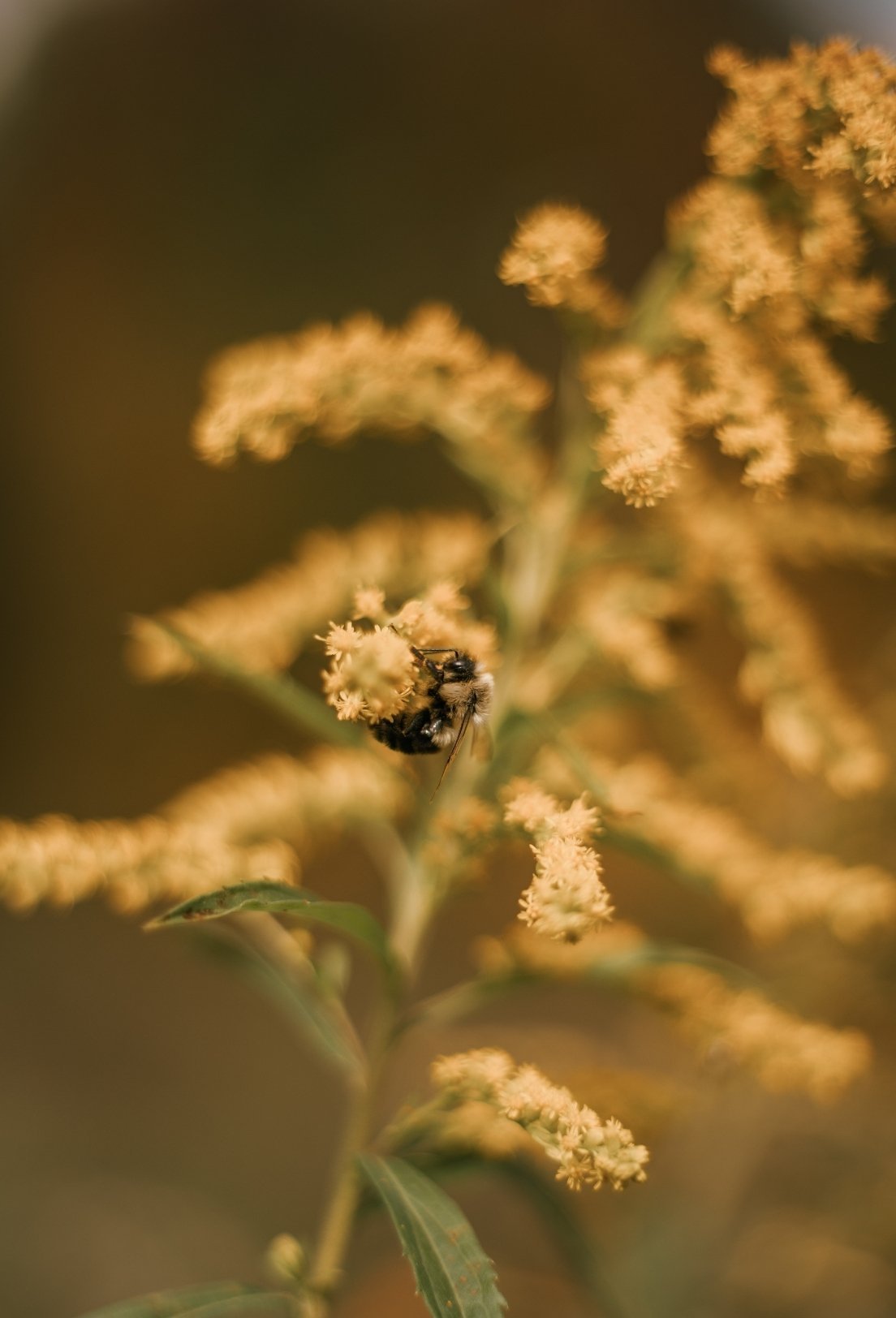 Somatic Flower Somatic Experiencing Therapy Tucson | SE Healing in AZ