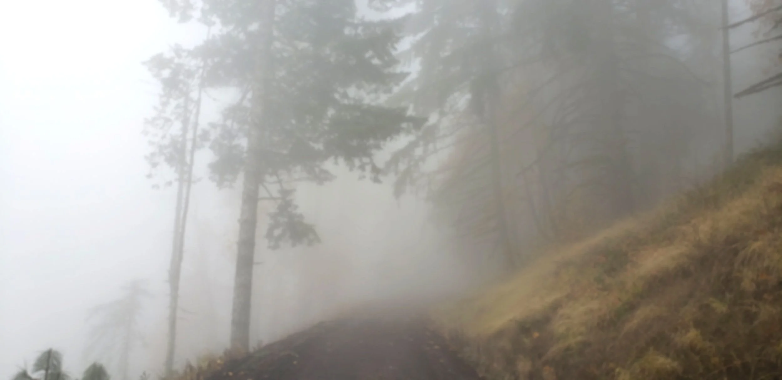 Foggy forest trail with tall trees fading into mist, overlaid with the text Myofascial Release