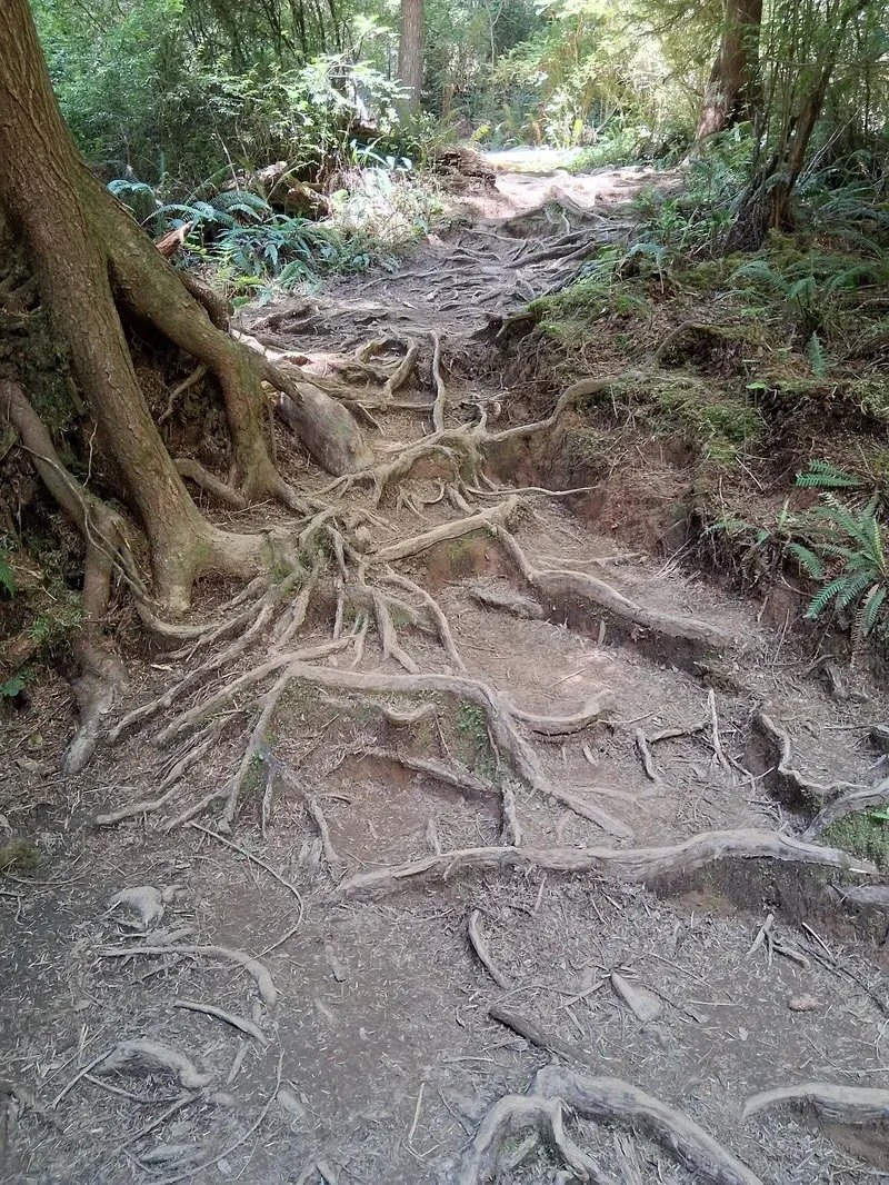 Tree roots