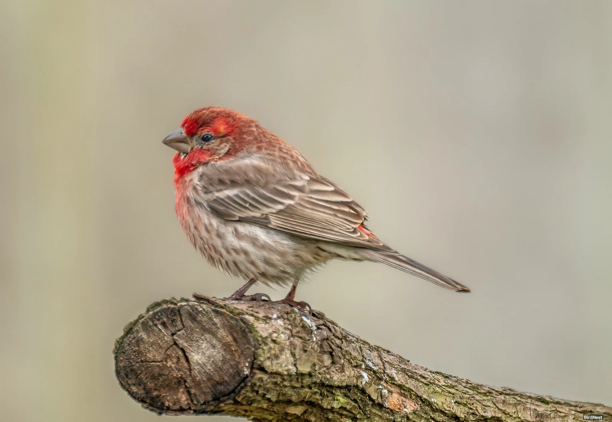 House Finch