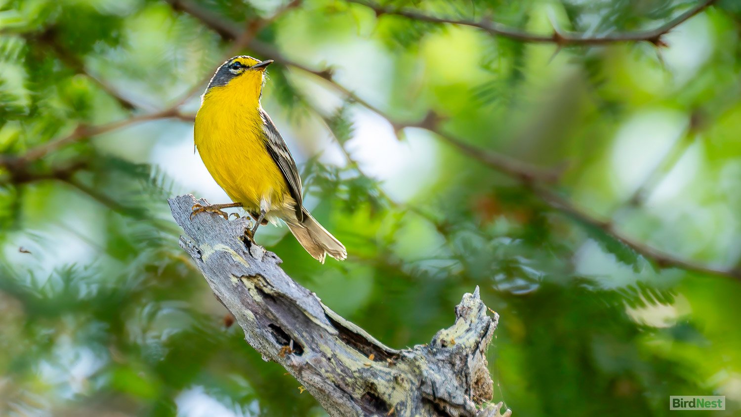 Adelaide's Warbler