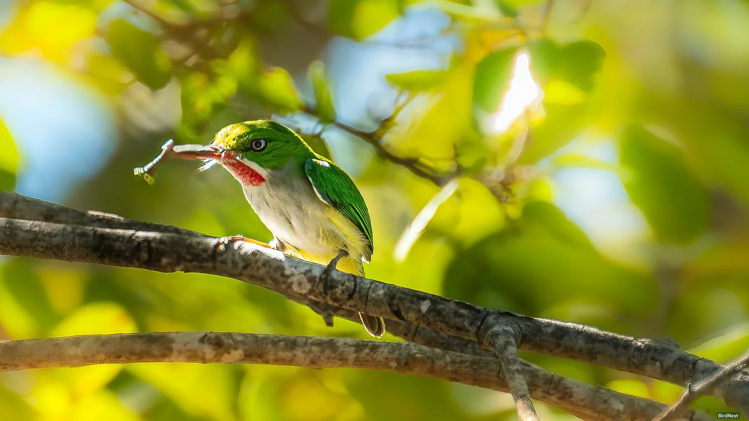Puerto Rican Tody