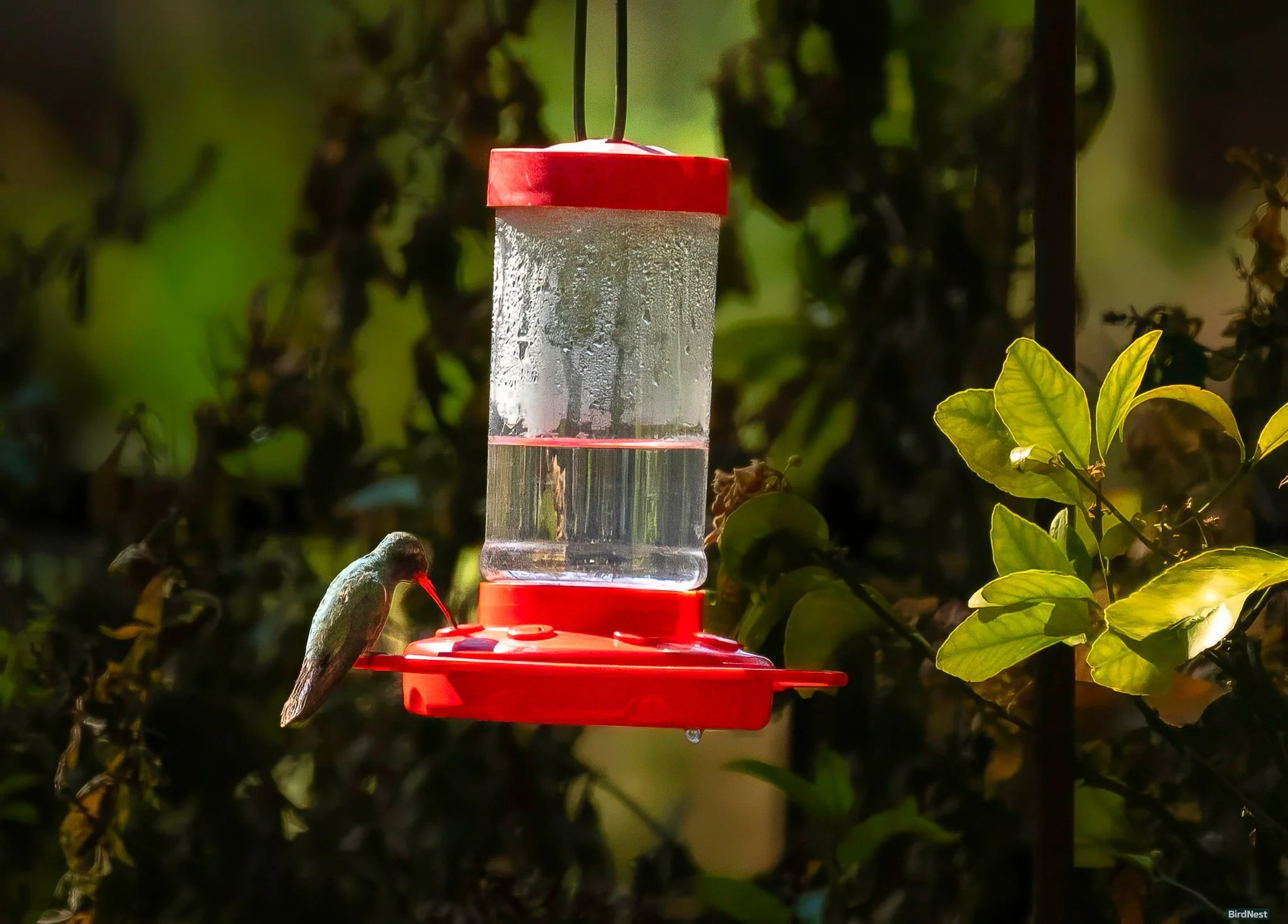 Broad-billed Hummingbird!