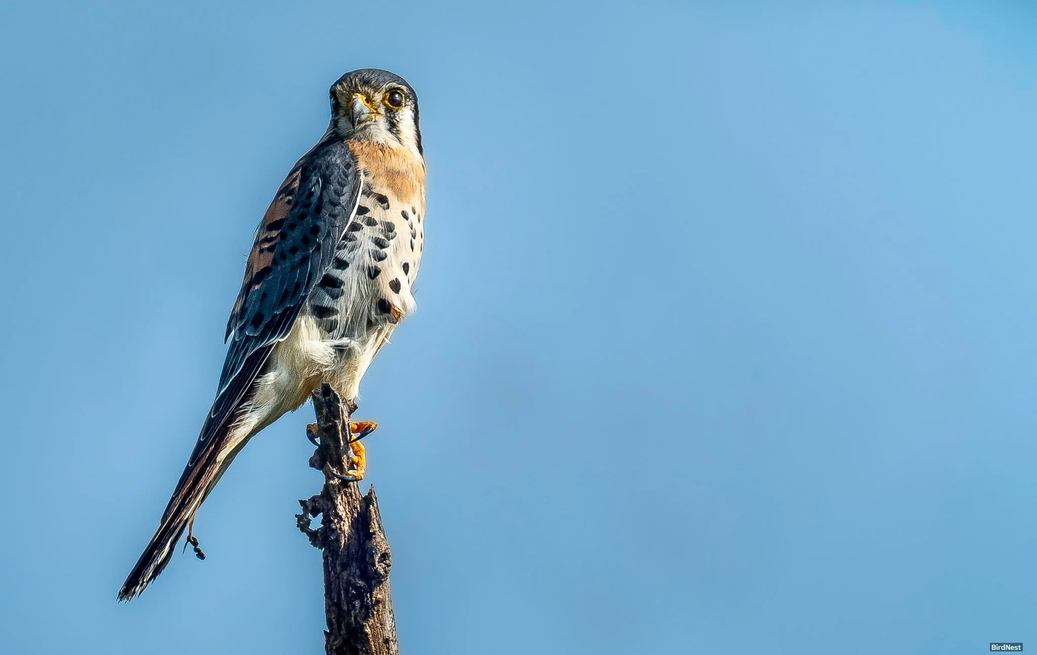 American Kestrel
