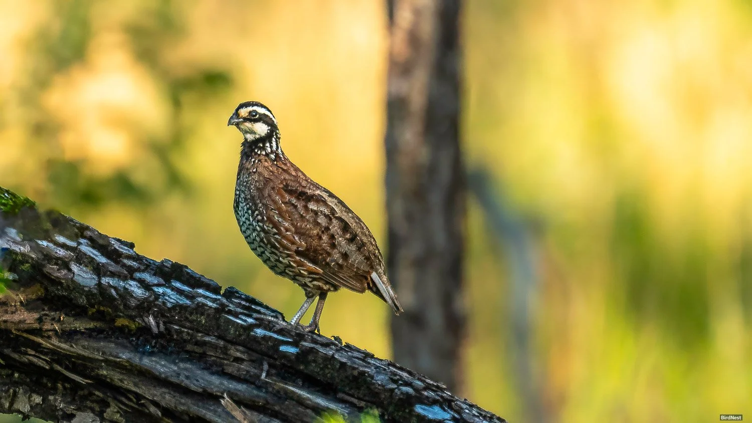 Northern Bobwhite