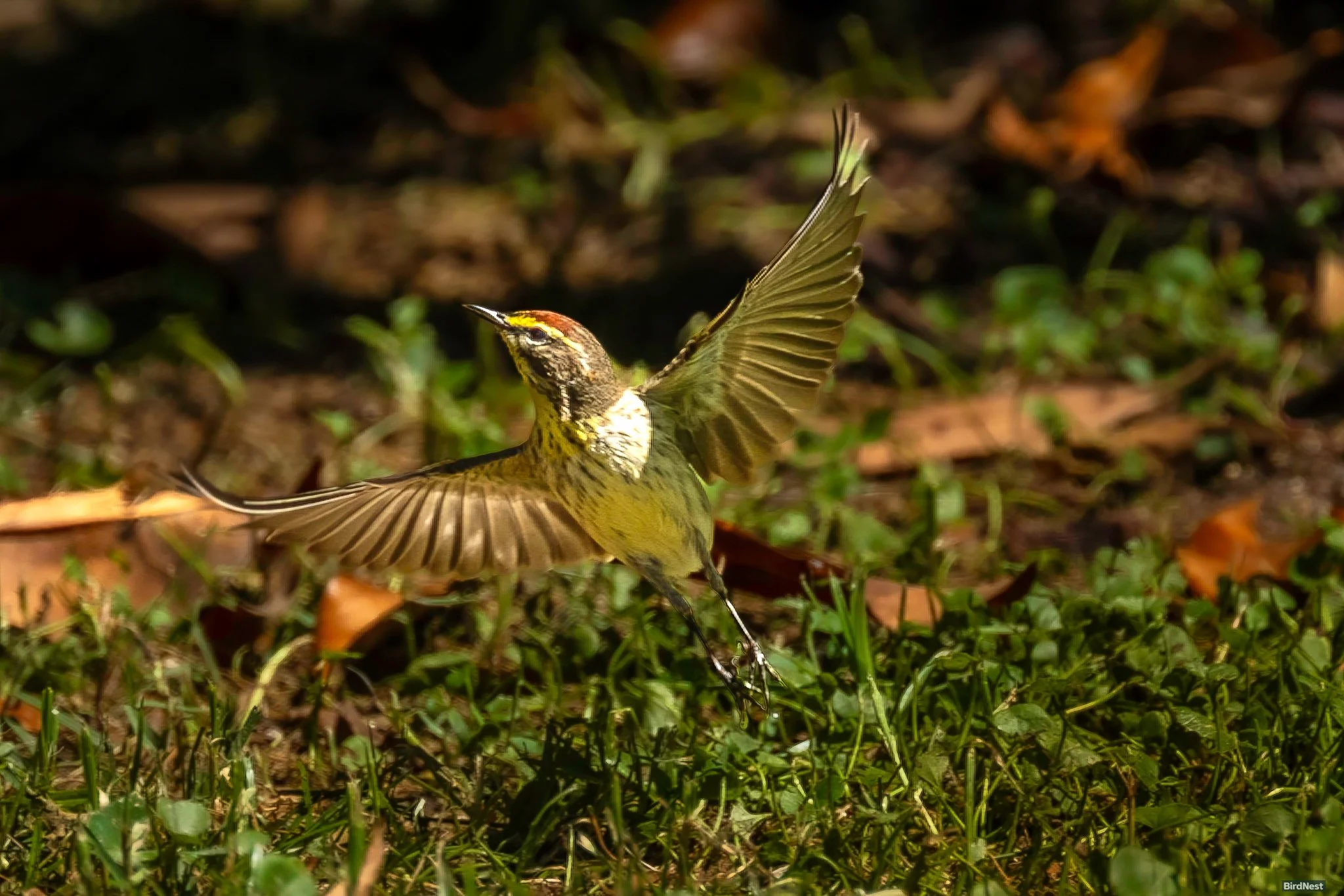 Palm Warbler Ready for Spring Migration!