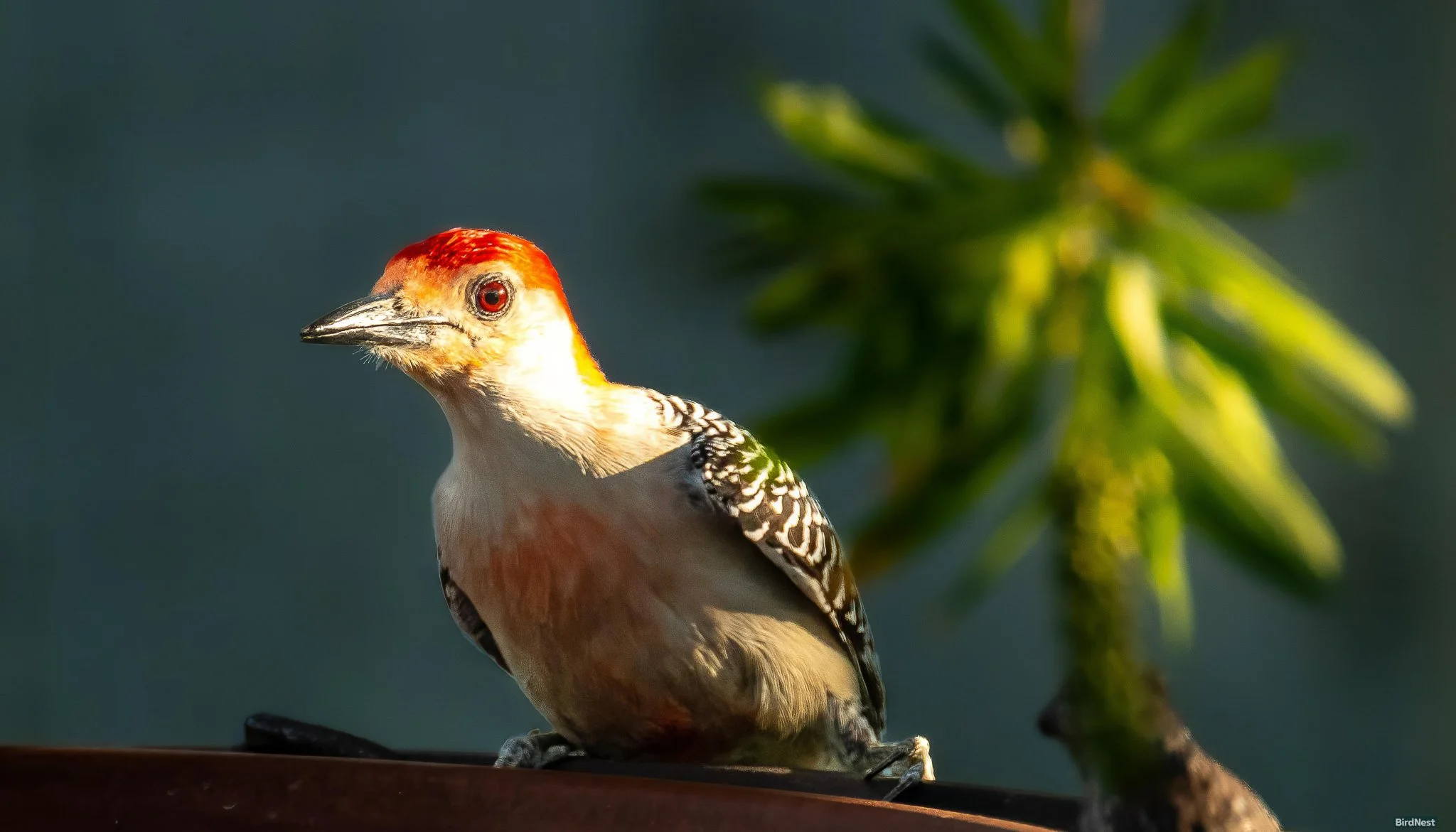 The Red bellied woodpecker