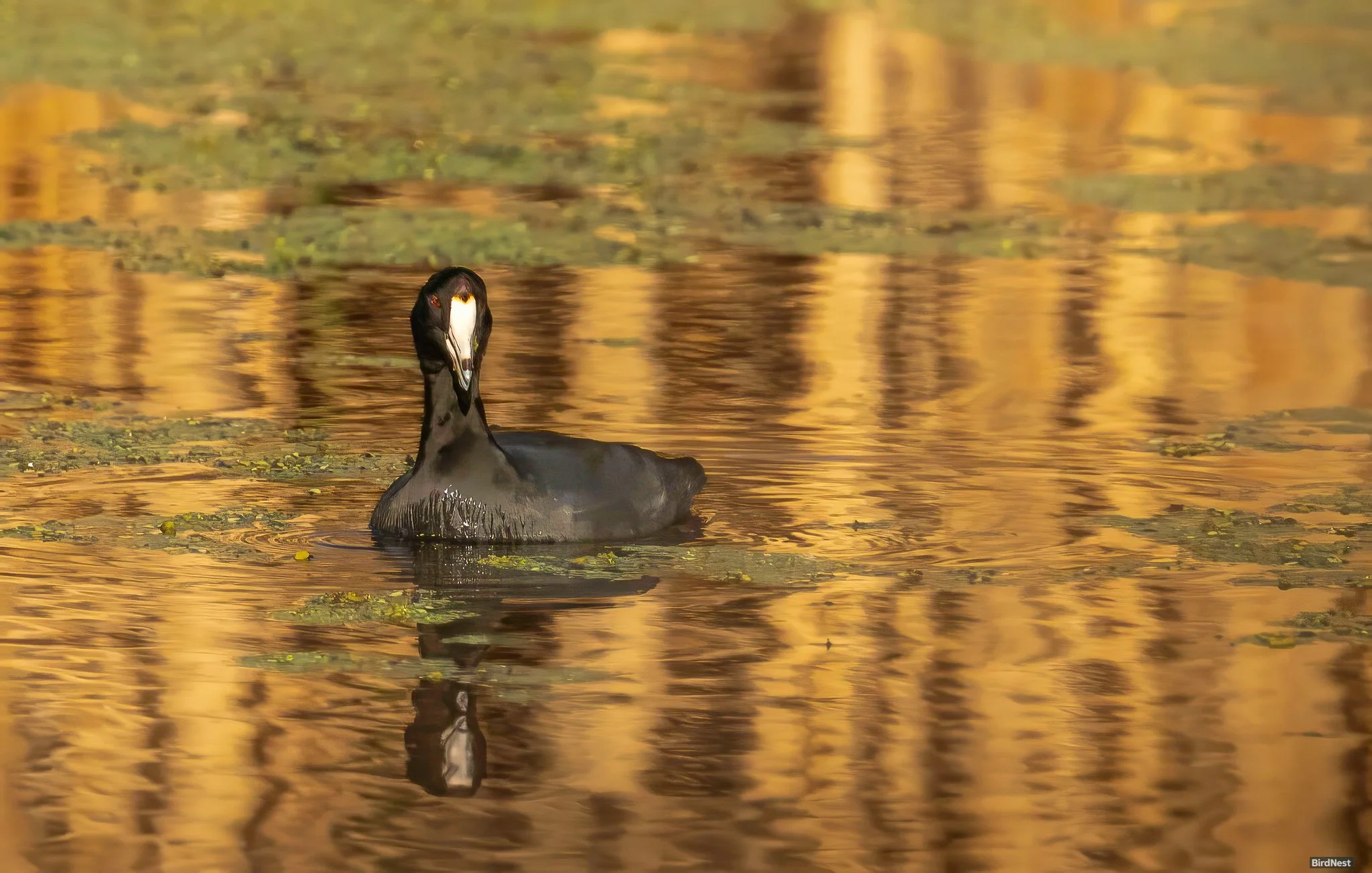 American Coot