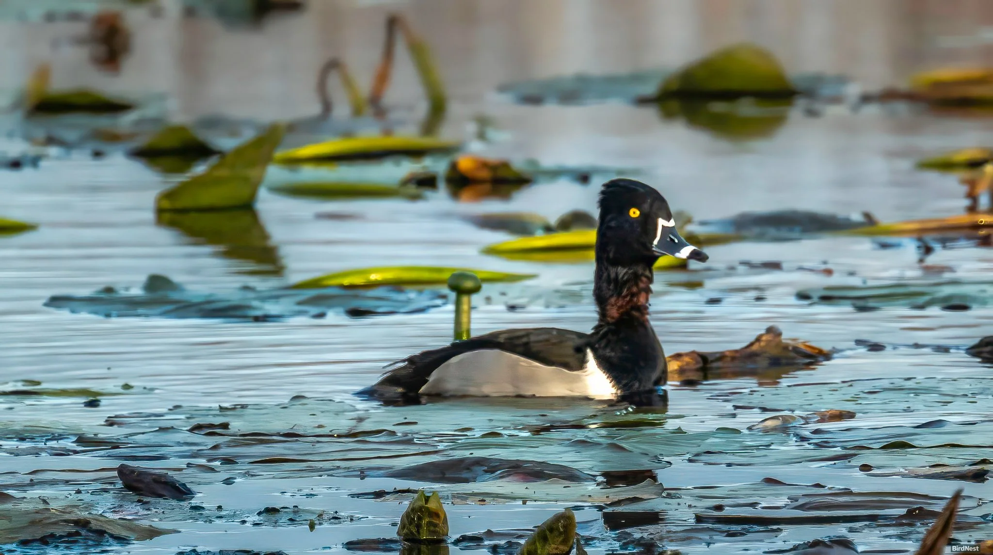 Ring- necked duck