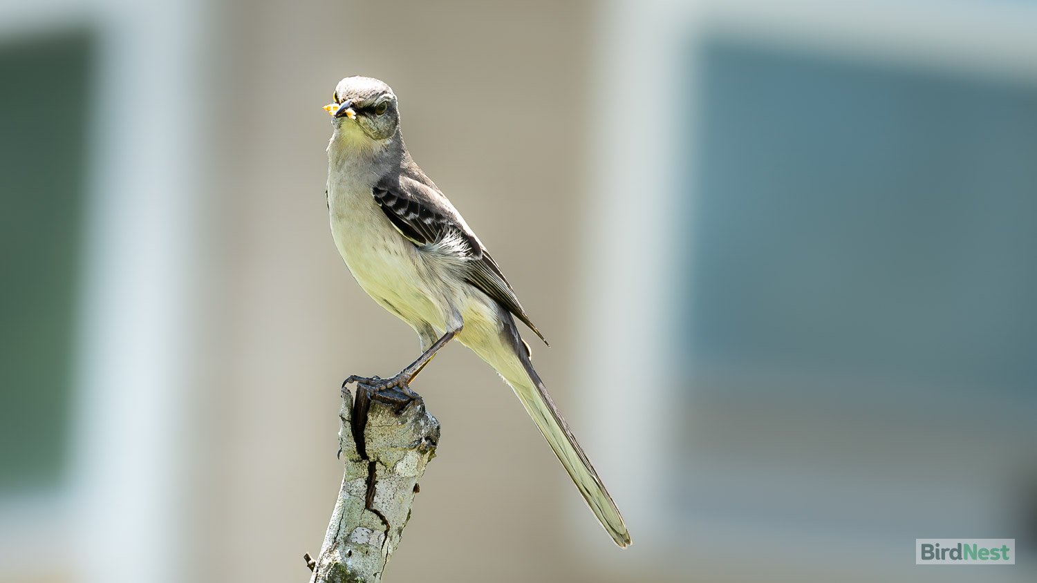 Northern Mockinbird