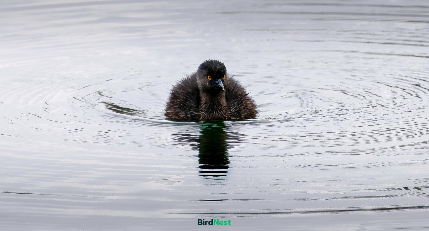 Least Grebe