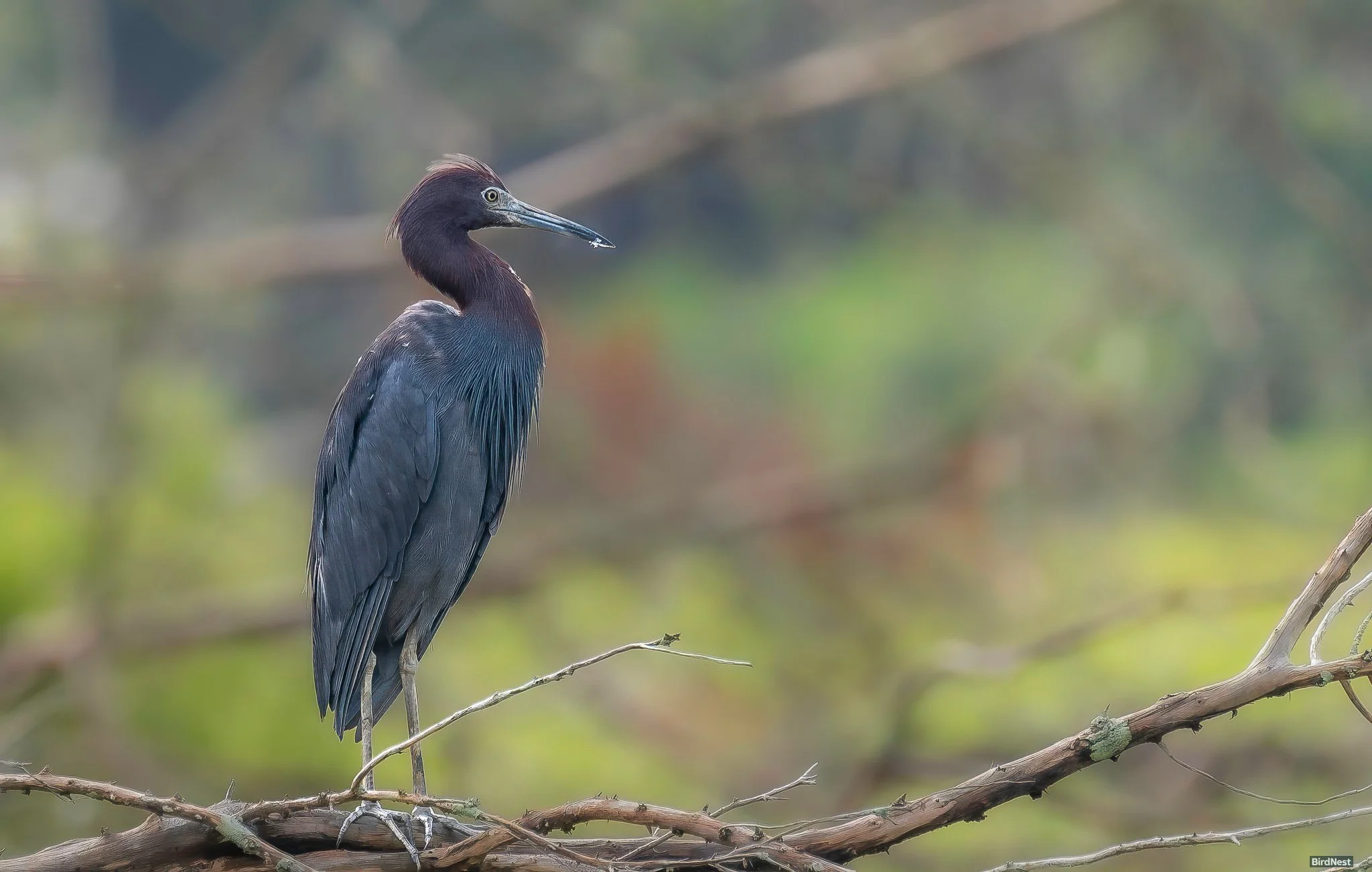 Litlle Blue Heron