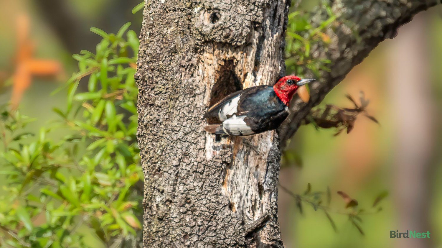 Red Headed Woodpecker