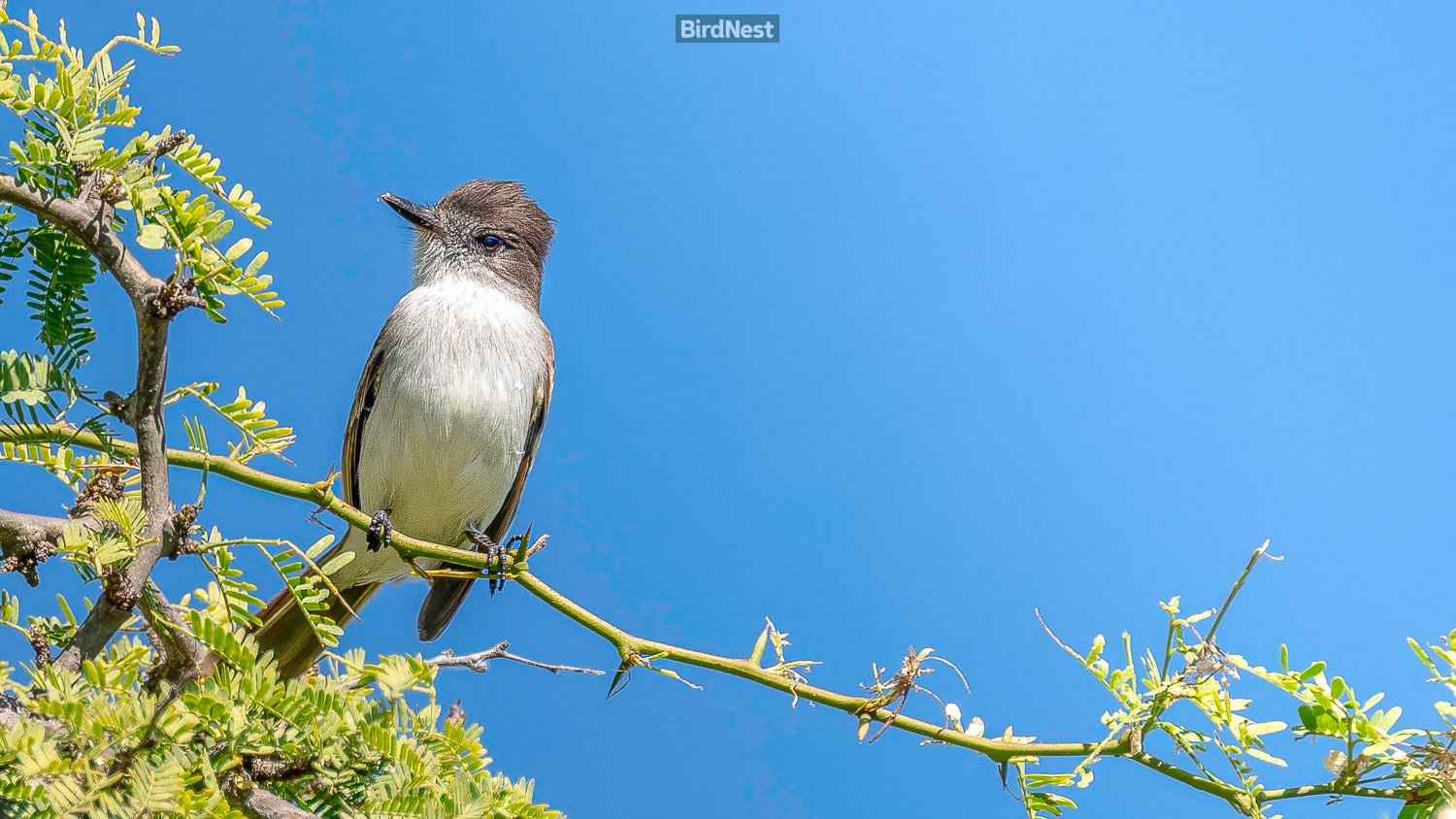 Puerto Rican Flycatcher