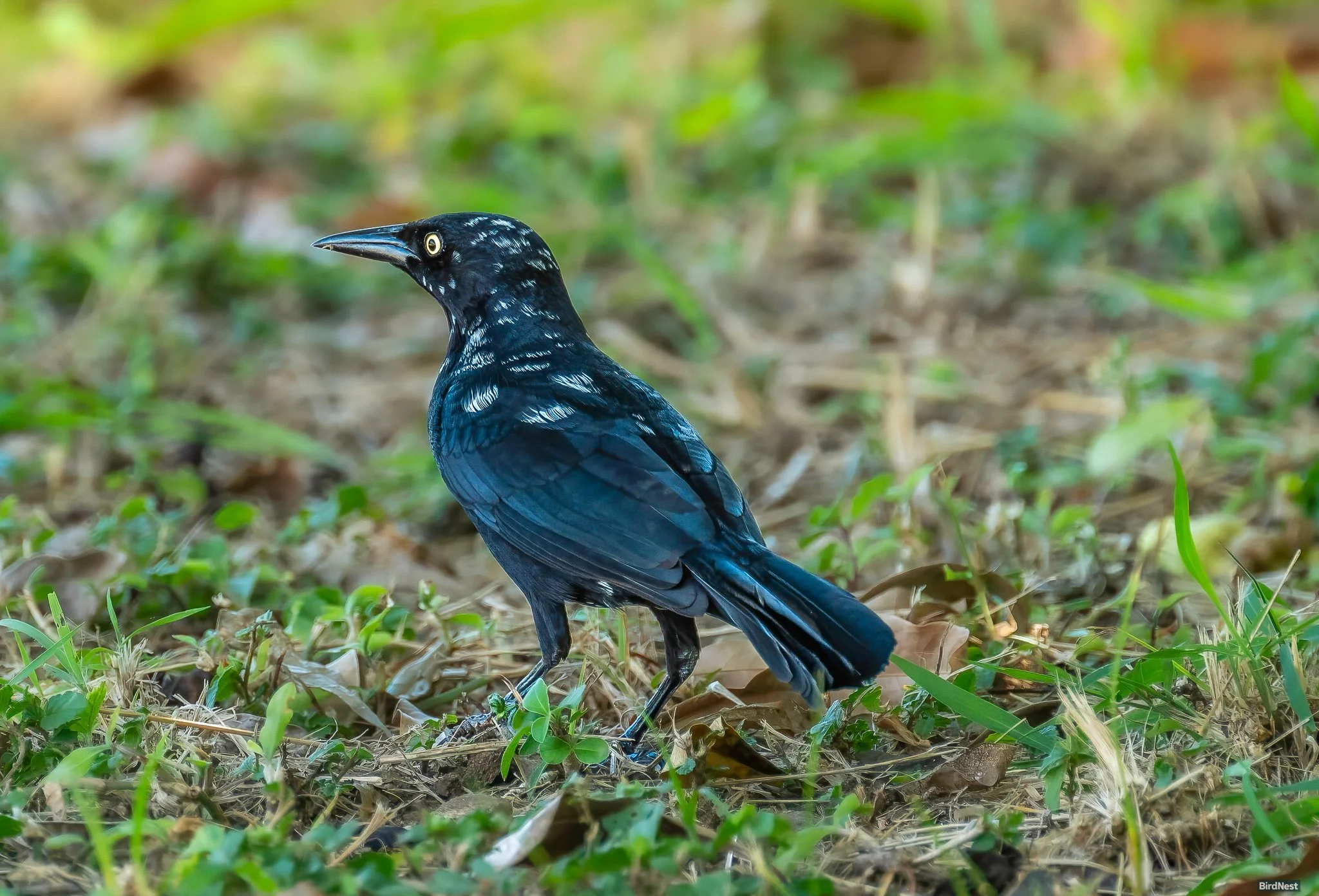 Leucistic Greater Antillean Grackle