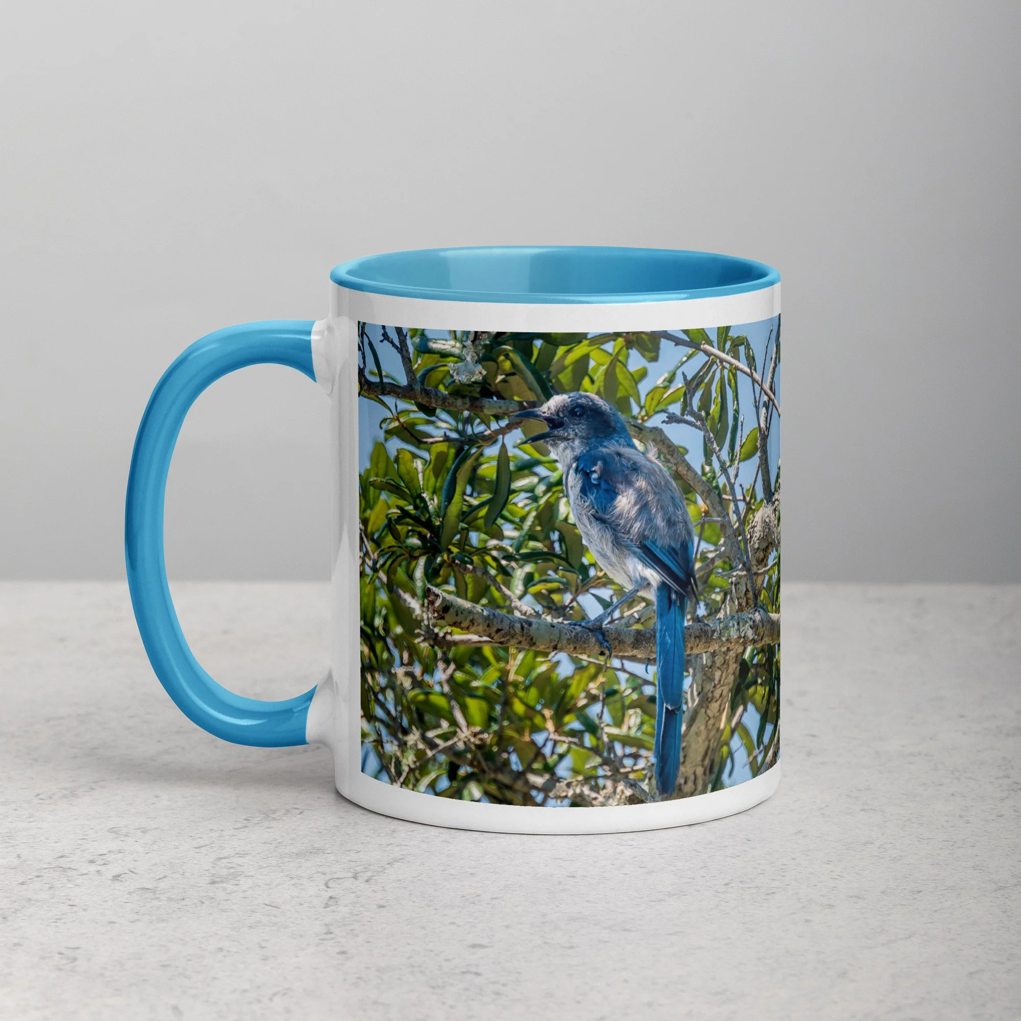 Florida Scrub Jay