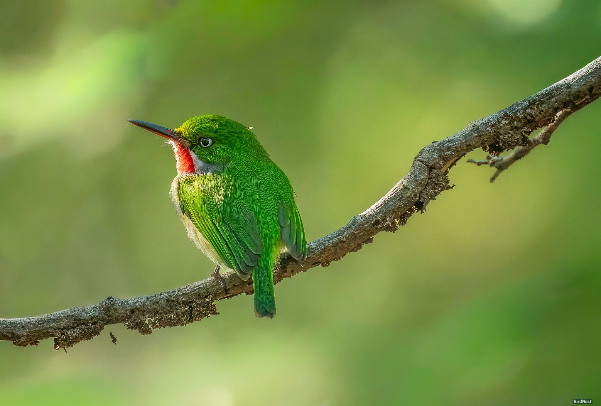 San Pedrito Puerto Rico (Puerto Rican Tody)