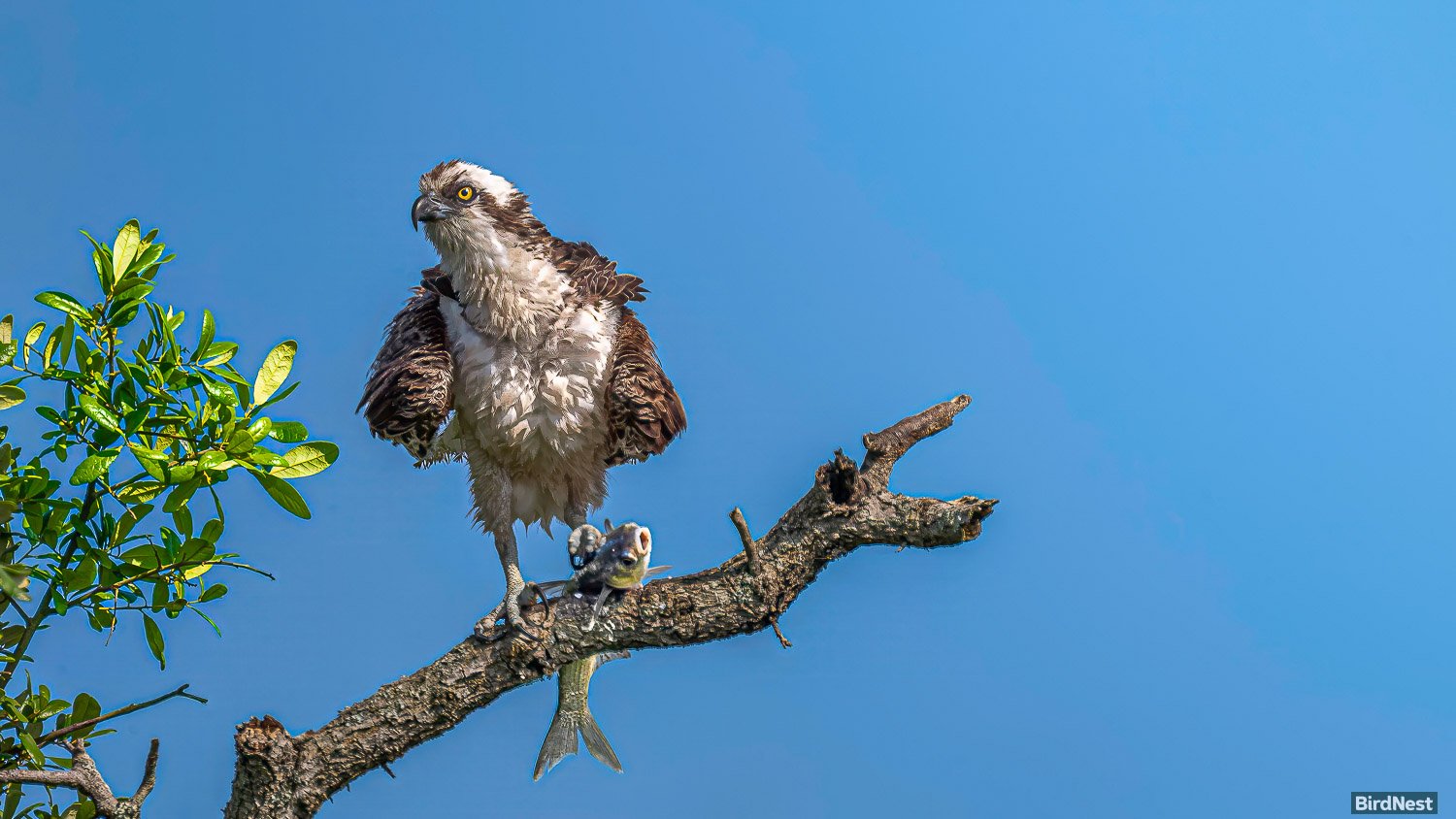 Osprey