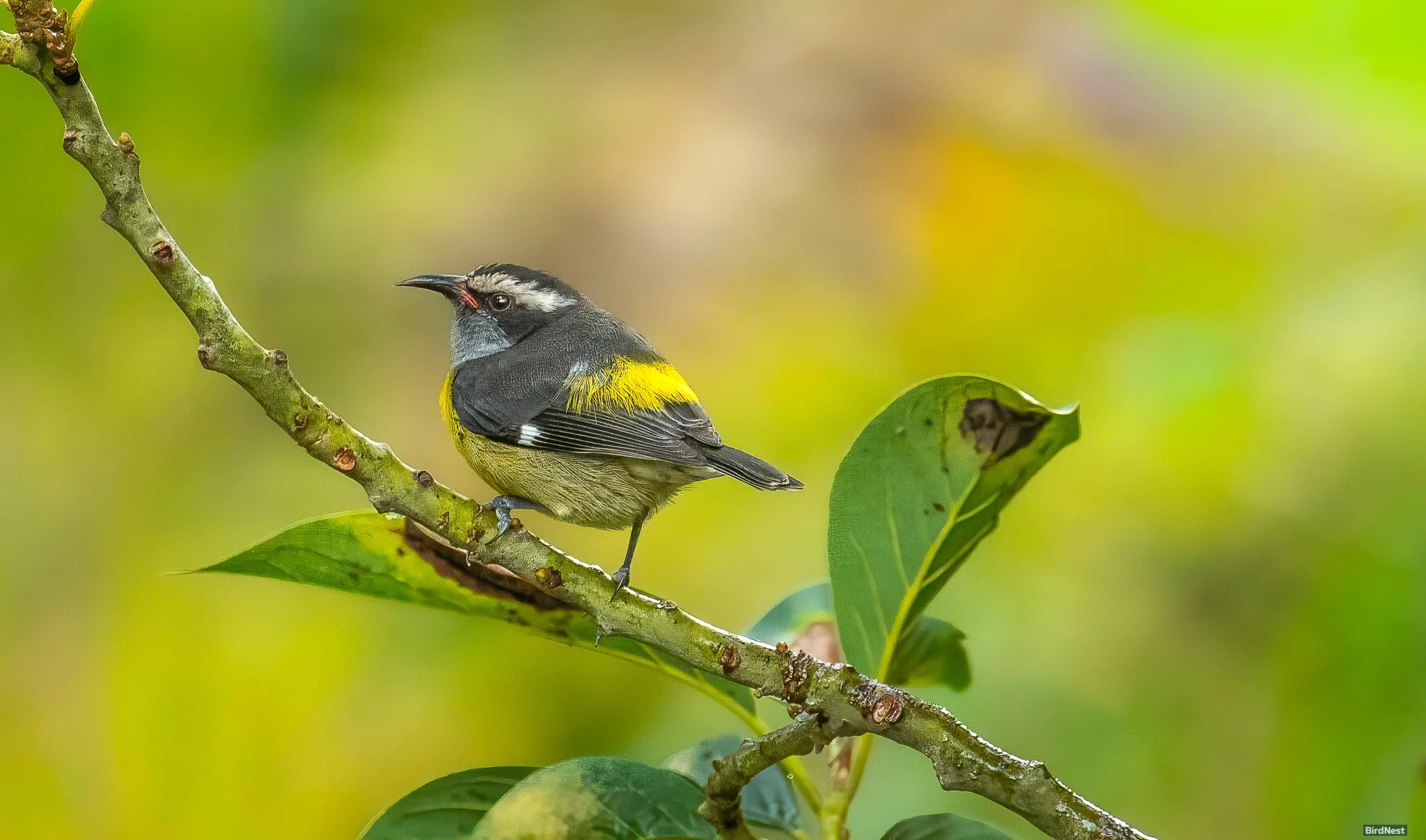 Bananaquit or Reinita Común