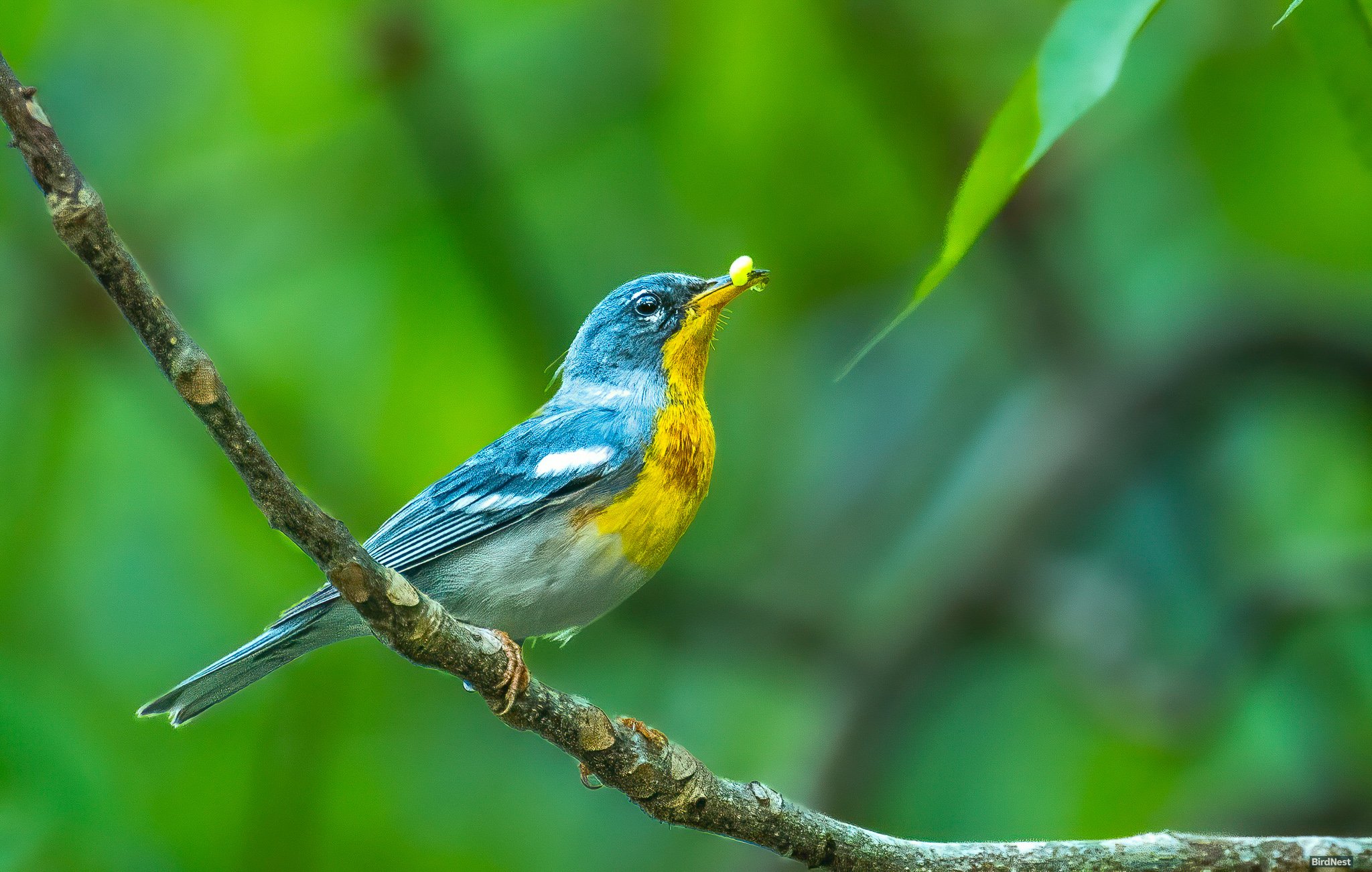 Northern Parula