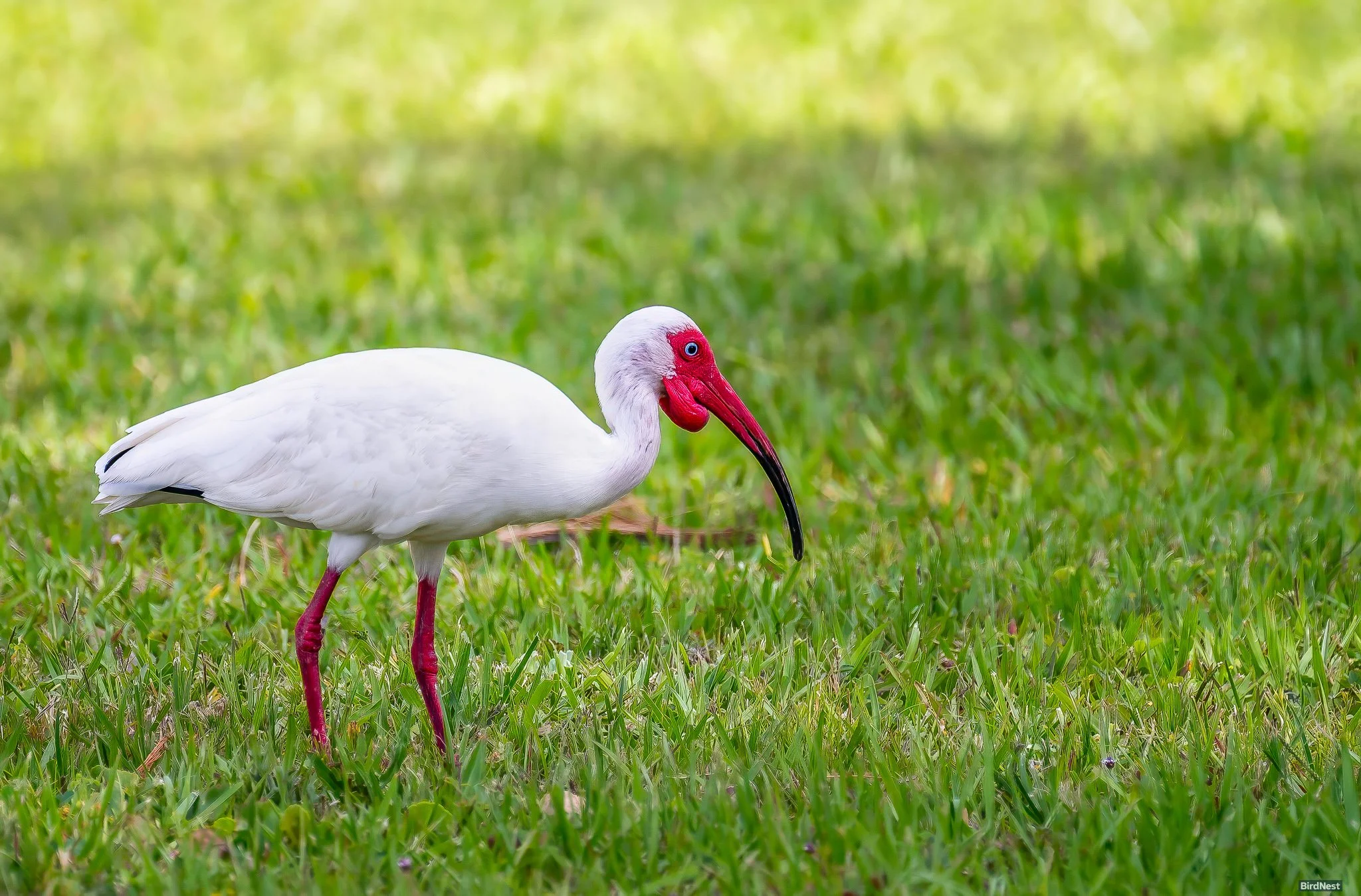 White Ibis